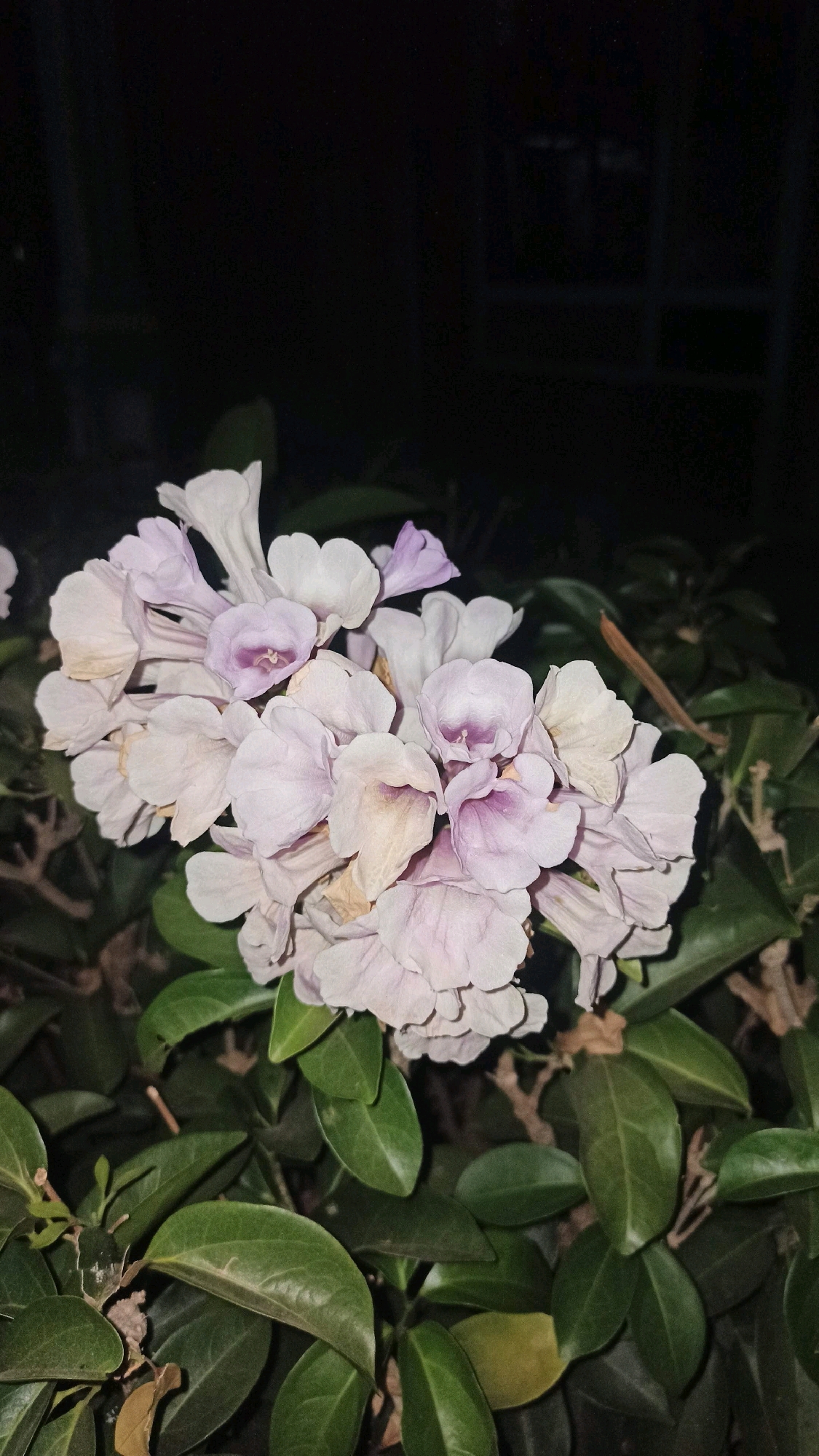 In Gundik, Indonesia, at night, a cluster of pale lilac flowers with a dark background is visible. The flowers are tubular with ruffled edges, and some have deeper purple interiors. They are surrounded by lush green leaves, some of which are tinged with yellow. The overall scene is one of natural beauty captured in low light conditions.