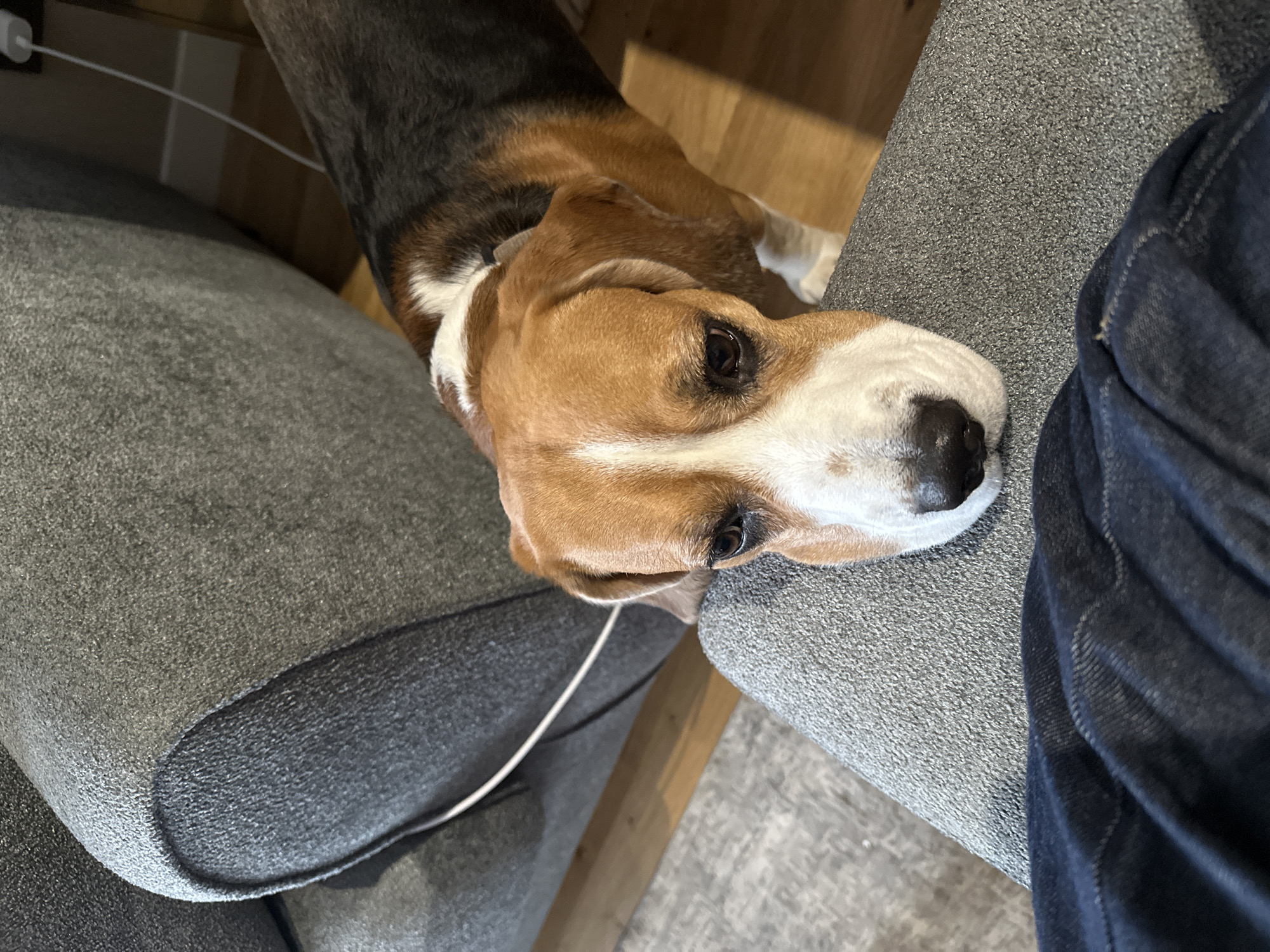 A close-up, high-angle shot shows a beagle dog resting its head on a grey upholstered surface. Part of a pair of blue jeans is visible to the right of the dog. The background consists of wooden flooring and parts of furniture. The location is not discernible from the image.