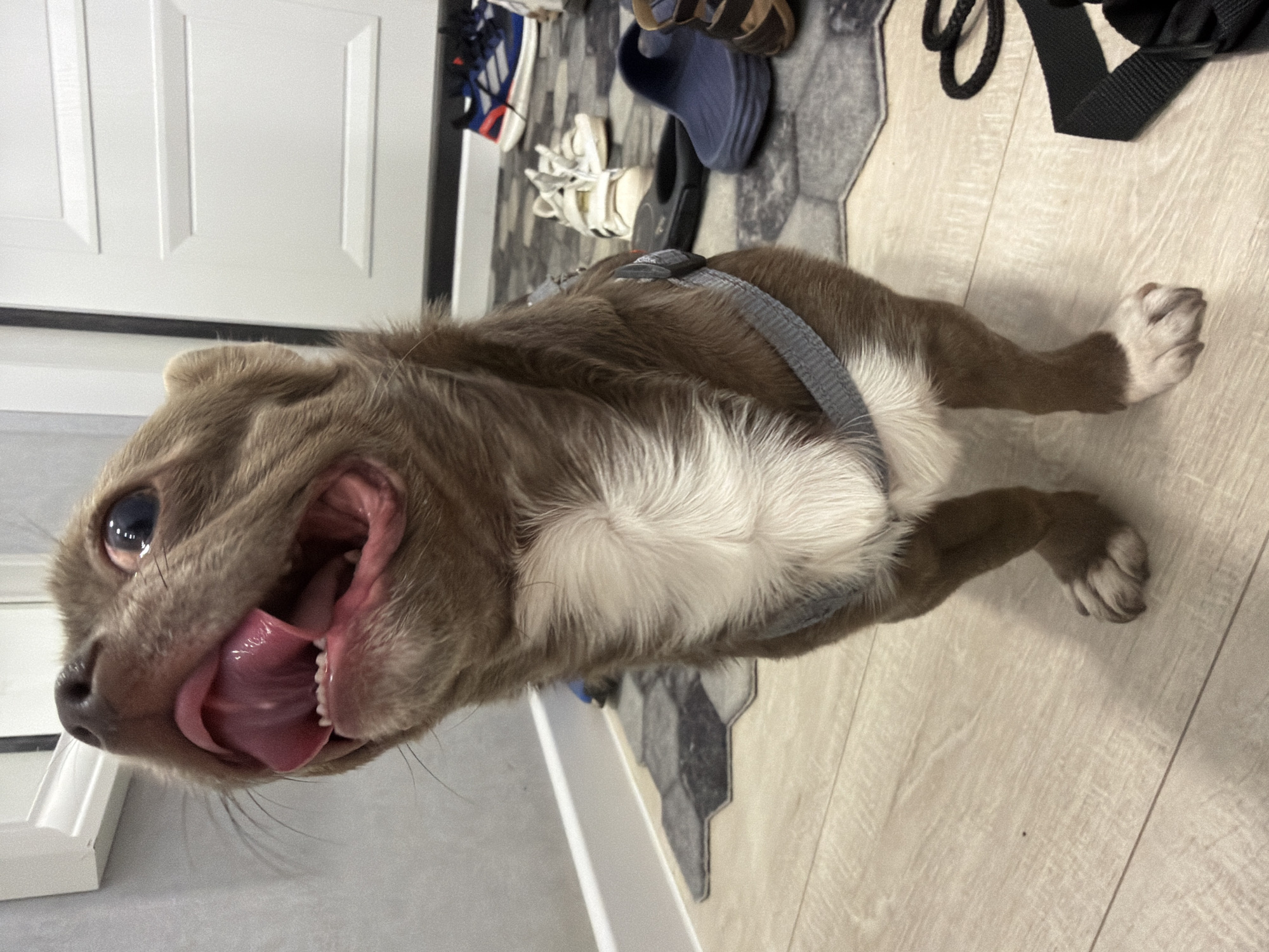 A brown and white dog wearing a grey harness is lying on a light-colored wood floor with its mouth open, tongue extended, and eye visible. Behind the dog is a white door, a grey rug with shoes, and a black strap on the floor. The location is not evident from the image and could not be determined as Votkinsk, Russia, based on visual clues.