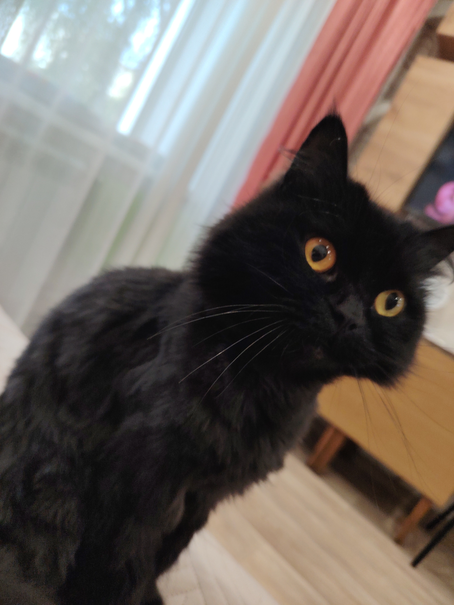 A black cat with yellow eyes is sitting on a light-colored textured surface, likely a couch or bed. The cat is facing towards the right side of the frame, with its head tilted slightly. The background is out of focus and appears to be an indoor setting, possibly a living room, with light-colored curtains and a wooden piece of furniture visible. The lighting suggests it is daytime, with natural light coming from a window. The image does not provide any information to indicate a location in Novosibirsk, Russia.