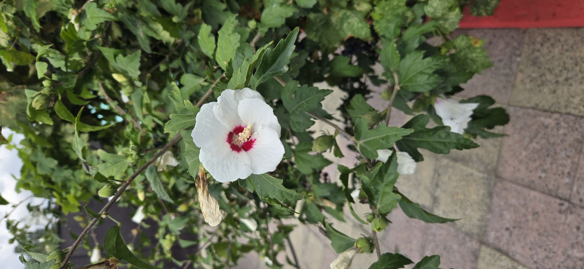 This image depicts a close-up view of a white hibiscus flower with a red center, set against a backdrop of green foliage. The flower is in bloom and appears to be healthy. Several unopened buds are visible on the branches, suggesting that the plant is in its flowering season. In the background, a patterned paved walkway and a red container are partially visible, indicating an outdoor urban setting. The overall impression is one of natural beauty within a cultivated environment.