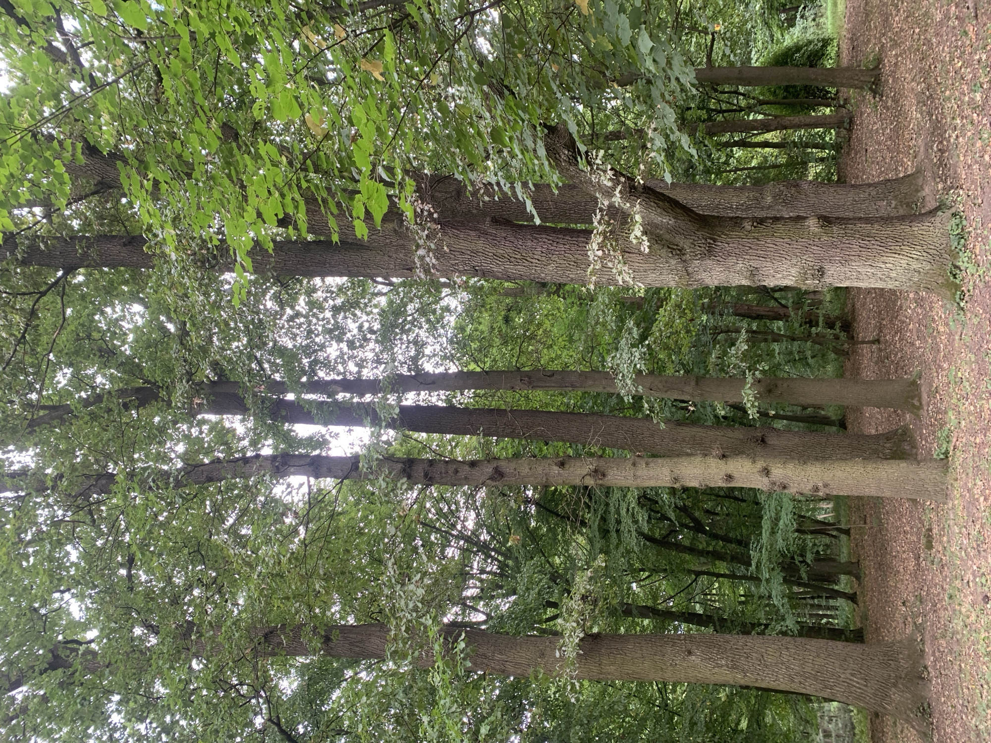 The image depicts a forest scene with a dense canopy of mature trees. The ground is covered with fallen leaves, indicating an autumnal or post-summer setting. The trees are tall and have rough, textured bark. Sunlight filters through the leaves, creating dappled light and shadow. The environment appears natural and undisturbed. There are no people or animals visible in the image. The scene is peaceful and evokes a sense of nature's tranquility. Without additional context, the specific location within Lviv, Ukraine, cannot be determined from the image alone.
