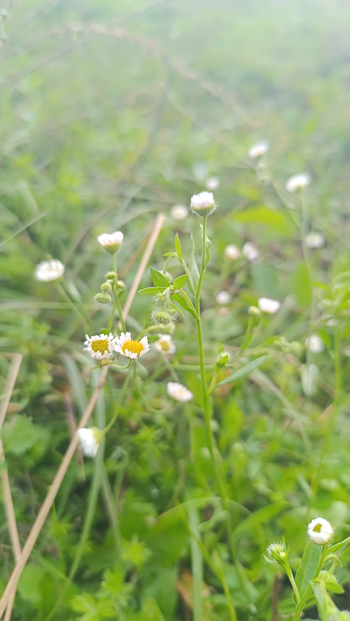 The image shows a close-up view of several small white and yellow wildflowers growing in a grassy area. The background is blurred, suggesting a shallow depth of field. There are no people visible in the image. The scene appears to be outdoors in a natural setting, possibly a field or meadow. The lighting is soft and diffused, with a slight haze or mist in the background. The focus is on the flowers in the foreground, which are sharp and detailed, showing their delicate petals and yellow centers. The overall impression is one of natural beauty and tranquility. There is no identifiable information to determine the specific location within the city of Karsha, Russia.