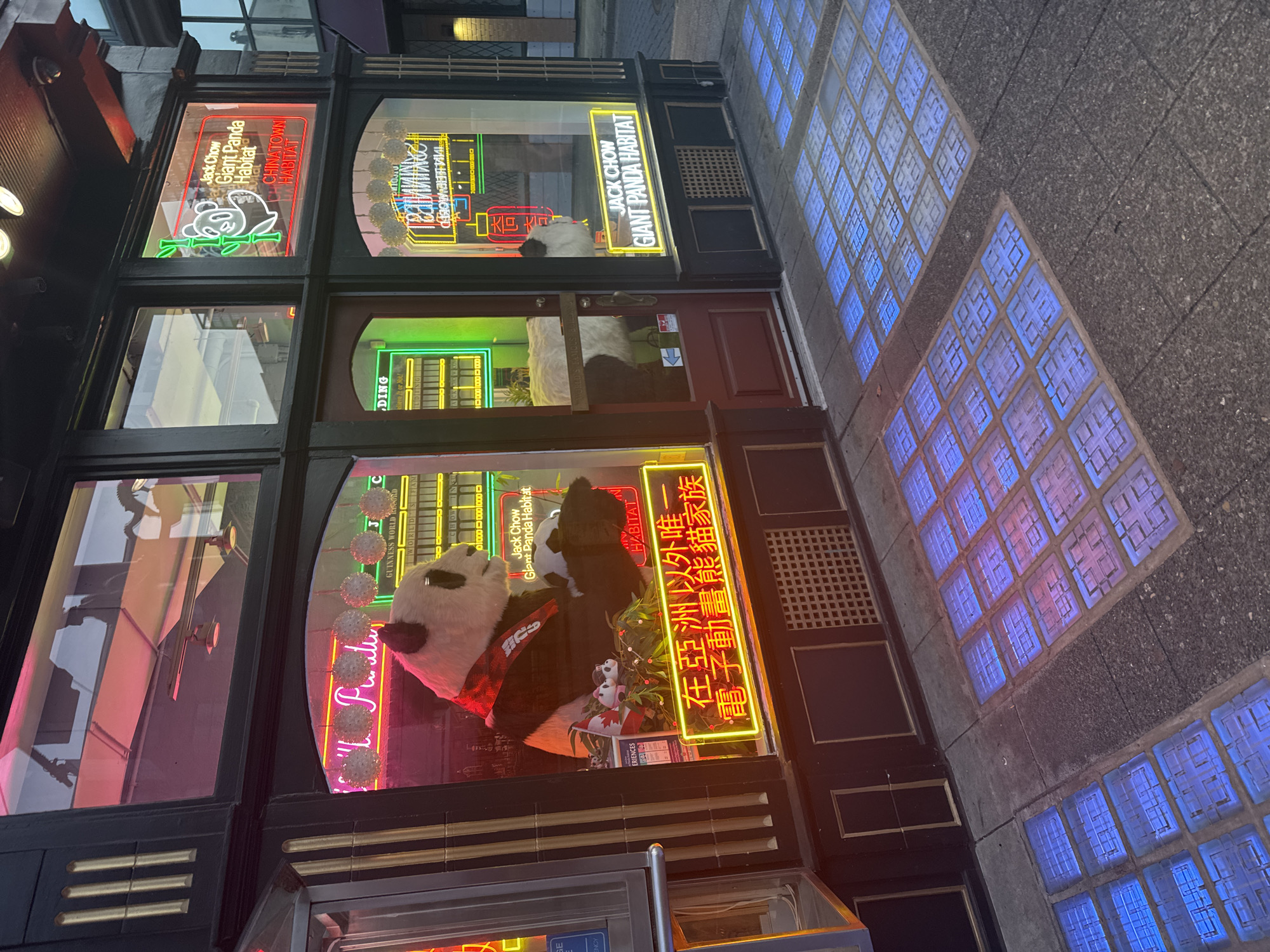 The image shows the exterior of a shop in Vancouver, Canada, possibly Jack Chow Giant Panda Habitat, given the neon signage. The storefront features large display windows showcasing stuffed pandas and neon signs in both English and Chinese. The windows also reflect the interior of the shop, which appears to be a museum or attraction. Outside the shop, the sidewalk is illuminated by blue and pinkish-purple lights emanating from embedded glass blocks. The overall impression is one of a vibrant and illuminated nighttime scene in a commercial district.