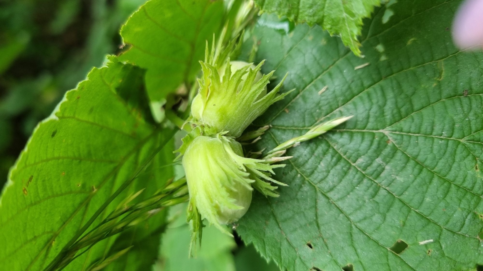The image shows a close-up of two developing hazelnuts on a tree. The hazelnuts are green and appear to be immature, enclosed in leafy bracts. They are situated on a large green leaf with prominent veins. Several other green leaves are visible in the background, along with some blades of grass. The lighting suggests it is daytime, and the lush green foliage indicates a natural, outdoor setting, likely in a temperate climate. The focus is on the detailed texture of the leaves and the developing nuts. No people or text are present in the image. The location is Vyshka, Ukraine.