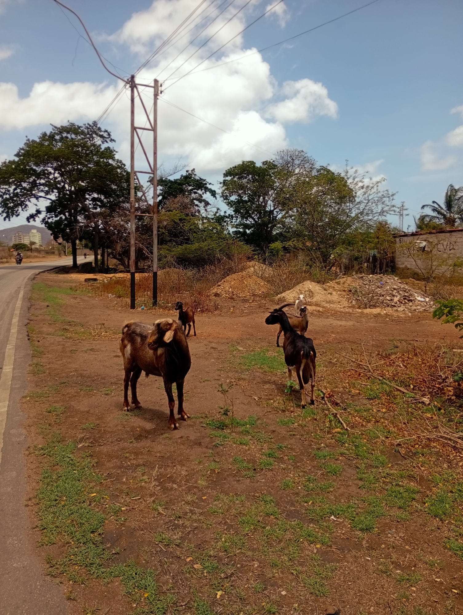 This image depicts a rural or semi-rural scene on a sunny day, potentially in Altagracia, Venezuela, based on the provided context. In the foreground, there are three goats on a dirt path adjacent to a paved road. One goat, predominantly brown with white markings, stands facing left, looking away from the camera. Another goat, dark brown or black, stands to its right, facing away from the camera. A third goat, lighter brown with white markings, is visible in the background, partially obscured by other goats and vegetation.
The environment consists of dry, reddish-brown soil with sparse green grass and scattered dry brush and branches. A paved road curves away to the left, with a motorcycle visible in the distance. A utility pole with multiple wires stands to the right of the road and in front of a line of trees. Behind the goats, there are piles of dirt and debris, and a partially constructed or dilapidated brick wall with some graffiti. In the background, a dense line of trees borders the area, with some taller buildings visible beyond them in the far distance. The sky is a clear blue with scattered white clouds. The overall impression is one of an undeveloped or underdeveloped area.