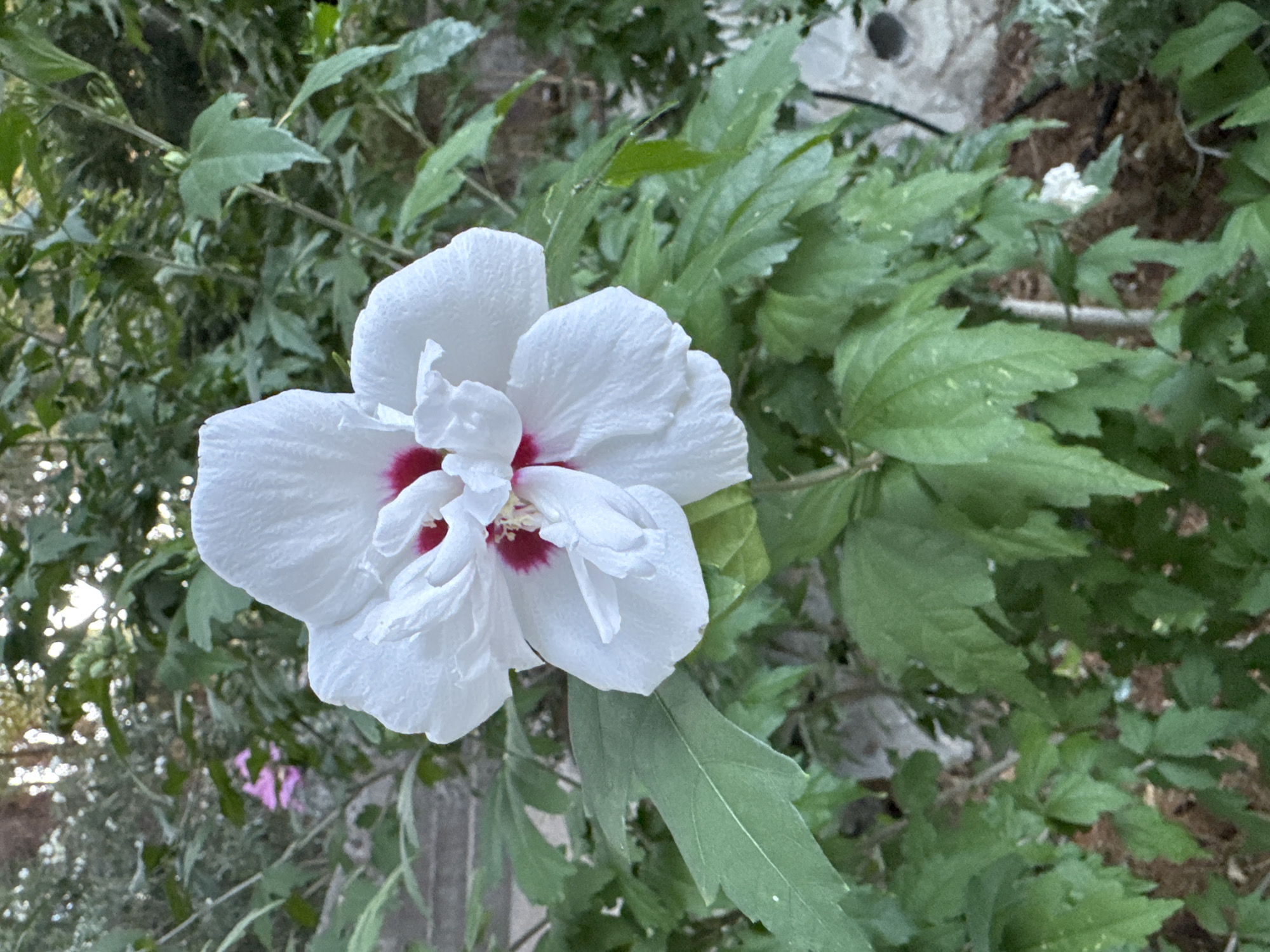 A close-up shot focuses on a white hibiscus flower with a deep red center. The petals are ruffled and layered, and the flower is in full bloom. The background is filled with lush green foliage of the same plant and other surrounding greenery, suggesting a garden or natural outdoor setting. The lighting indicates it is daytime, possibly late afternoon due to the dappled light filtering through the leaves. There are no people visible in the image. The overall scene depicts a vibrant and healthy flowering plant in a verdant environment, possibly located in the city of Yalta, Ukraine, a region known for its natural beauty and botanical gardens.