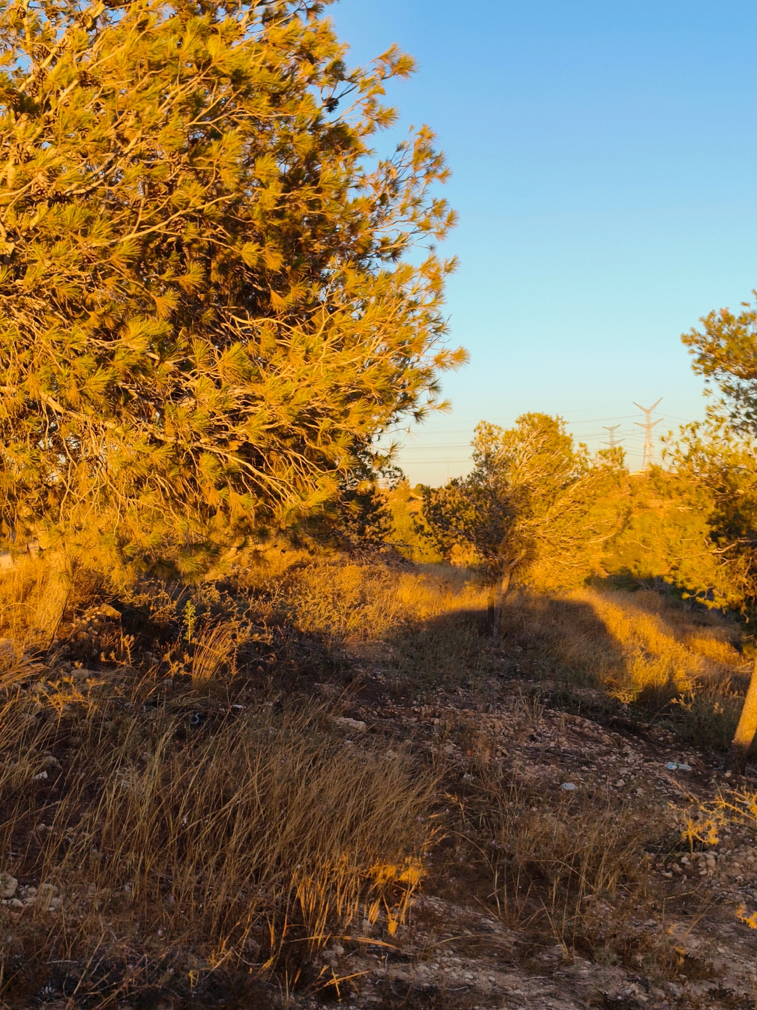 The image depicts a scene at a construction site in Be'er-Sheva, Israel, bathed in the warm glow of sunset. In the foreground, dry, golden grass and rough, rocky terrain are visible, suggesting a semi-arid environment common to the region. To the left, the branches and needles of a large pine tree are illuminated by the setting sun, casting long shadows across the ground.
In the middle ground, several smaller trees are scattered, also catching the golden light. Beyond them, a line of electricity pylons stands tall against the clear blue sky, indicating proximity to infrastructure. The overall impression is one of a developing area, where natural landscape meets industrial elements under the dramatic lighting of dusk.