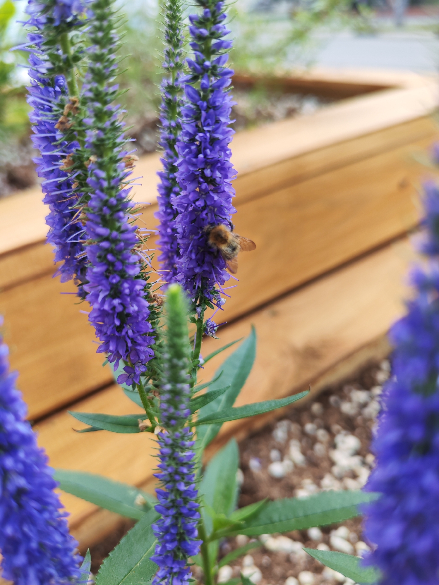 A close-up shot shows a bee on a spike of purple flowers. The bee is facing towards the right, and its body is covered in yellow pollen. The flowers are a deep purple and have a feathery appearance, with thin petals and stamens. The background is blurred, but a wooden planter box is visible, along with some gravel and soil. The lighting suggests it is daytime, and the scene appears to be outdoors. The focus is sharp on the bee and the flowers, creating a shallow depth of field. The overall impression is one of nature and a busy bee collecting nectar.