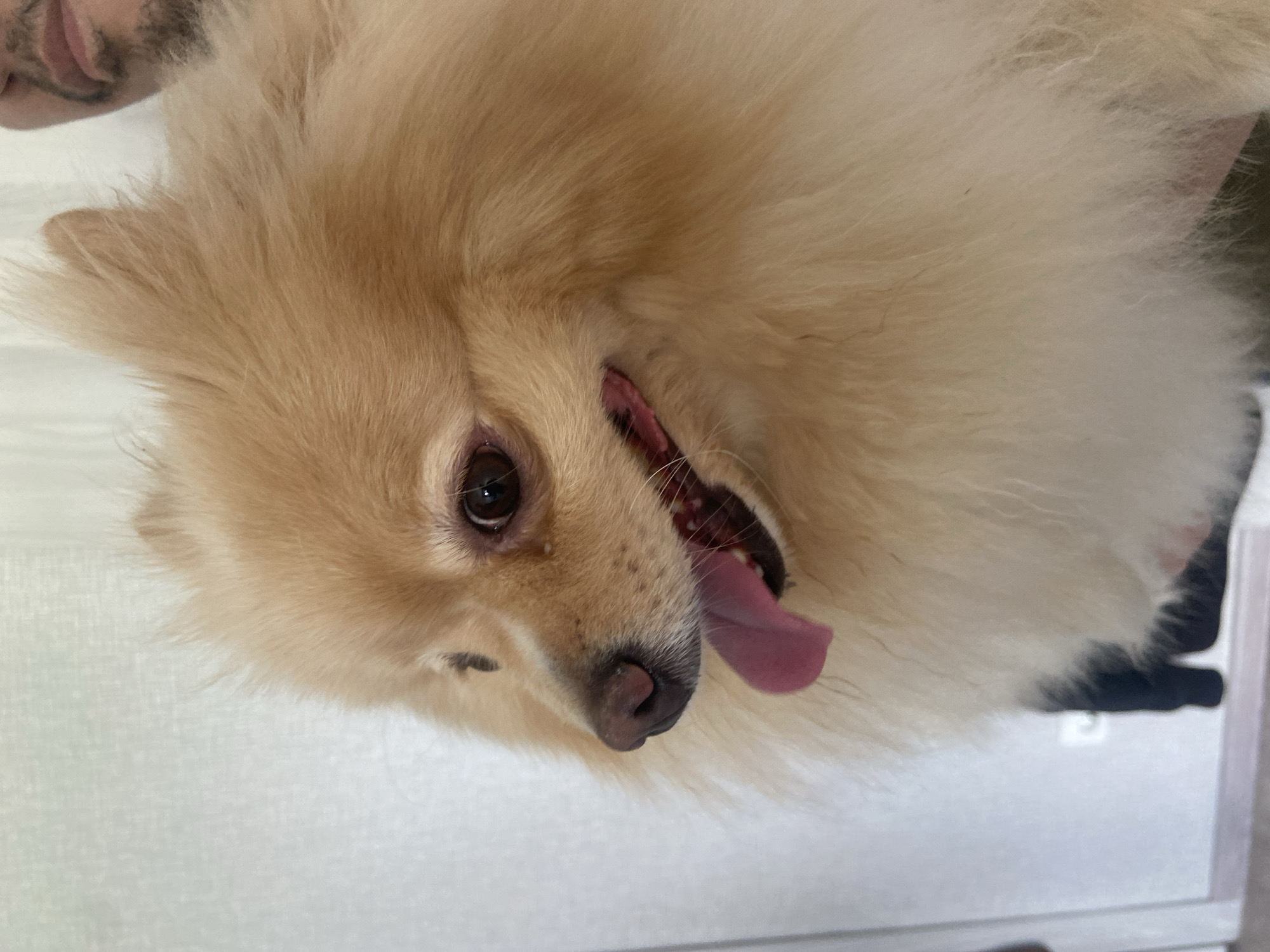 A Pomeranian dog with light cream-colored fur is shown in a close-up portrait. The dog's mouth is open, and its pink tongue is visible, suggesting it may be panting. The background is a lightly textured, pale surface, possibly a curtain or wall, which is out of focus. A person's face, partially visible in the upper right corner, shows a beard and mouth. The image does not contain information related to the city of Kazan, Russia.