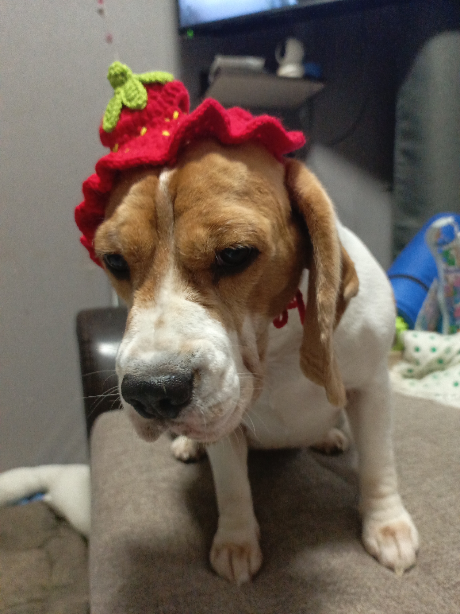 An indoor, medium shot captures a Beagle dog wearing a unique red crocheted hat shaped like a strawberry. The dog is positioned on a light brown, upholstered piece of furniture, possibly an armchair or sofa, and faces slightly left with its gaze directed downwards. Its expression appears somewhat melancholic or resigned, suggesting mild displeasure at wearing the hat.
The dog exhibits typical Beagle markings with tan/brown fur on its head and ears, and white fur on its muzzle, chest, and legs. The crocheted hat is bright red, featuring distinct yellow "seeds" and a prominent green stem and leaves on top, sitting centrally on the dog's head.
The background is softly blurred, indicating a shallow depth of field. Visible elements include a plain wall to the upper left, and a dark furniture piece or shelf to the right. On this shelf, a small white ceramic object and parts of a television screen with a green indicator light are discernible. Further to the right, a blue object and a white fabric with green polka dots are present. The ambient lighting suggests an indoor setting, possibly under artificial light during the evening. There is no visible text in the image.
