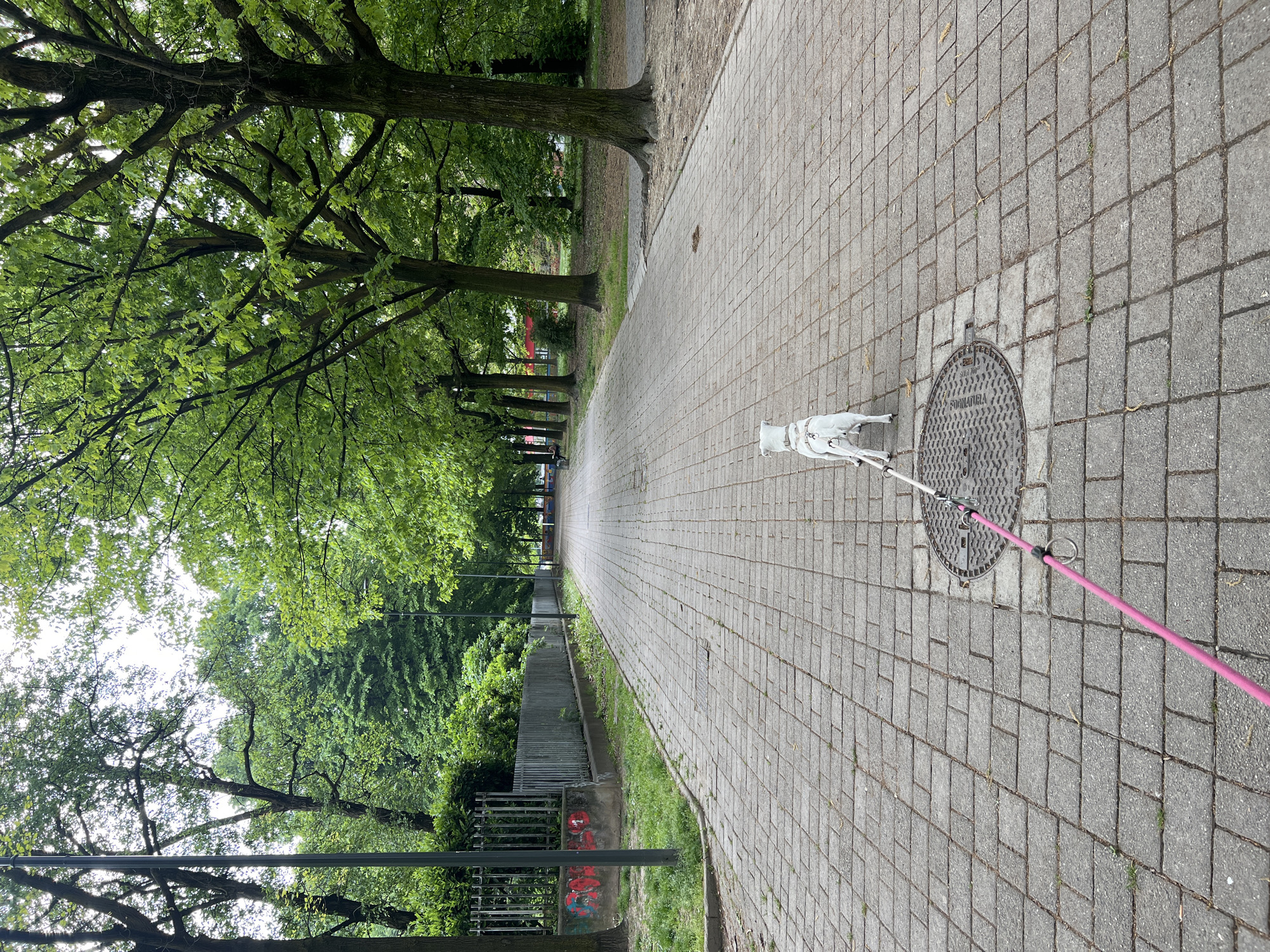 A photograph, captured in a vertical orientation, depicts a serene, tree-lined paved pathway, likely in a park in Milan, Italy. The path is constructed from grey rectangular pavers and extends into the distance, bordered on both sides by dense, green trees whose foliage forms a lush canopy overhead.
In the mid-ground, a small white dog, appearing to be a Maltese or similar breed, stands on the pavement, facing away from the camera. It wears a white harness, from which a bright pink leash extends to the right, out of the frame, suggesting an unseen handler. Near the dog, a circular metal manhole cover is embedded in the path, featuring raised texture and the legible text "S.P.O.L. BONNATURA".
Along the left side of the pathway, a metal fence or railing is visible beneath the trees, and further down, some indistinct red graffiti marks a wall. The scene is illuminated by bright daylight, with light filtering through the tree leaves, indicating a pleasant day, possibly with dappled sunlight or overcast skies. The overall impression is that of a calm walk in an urban green space.
