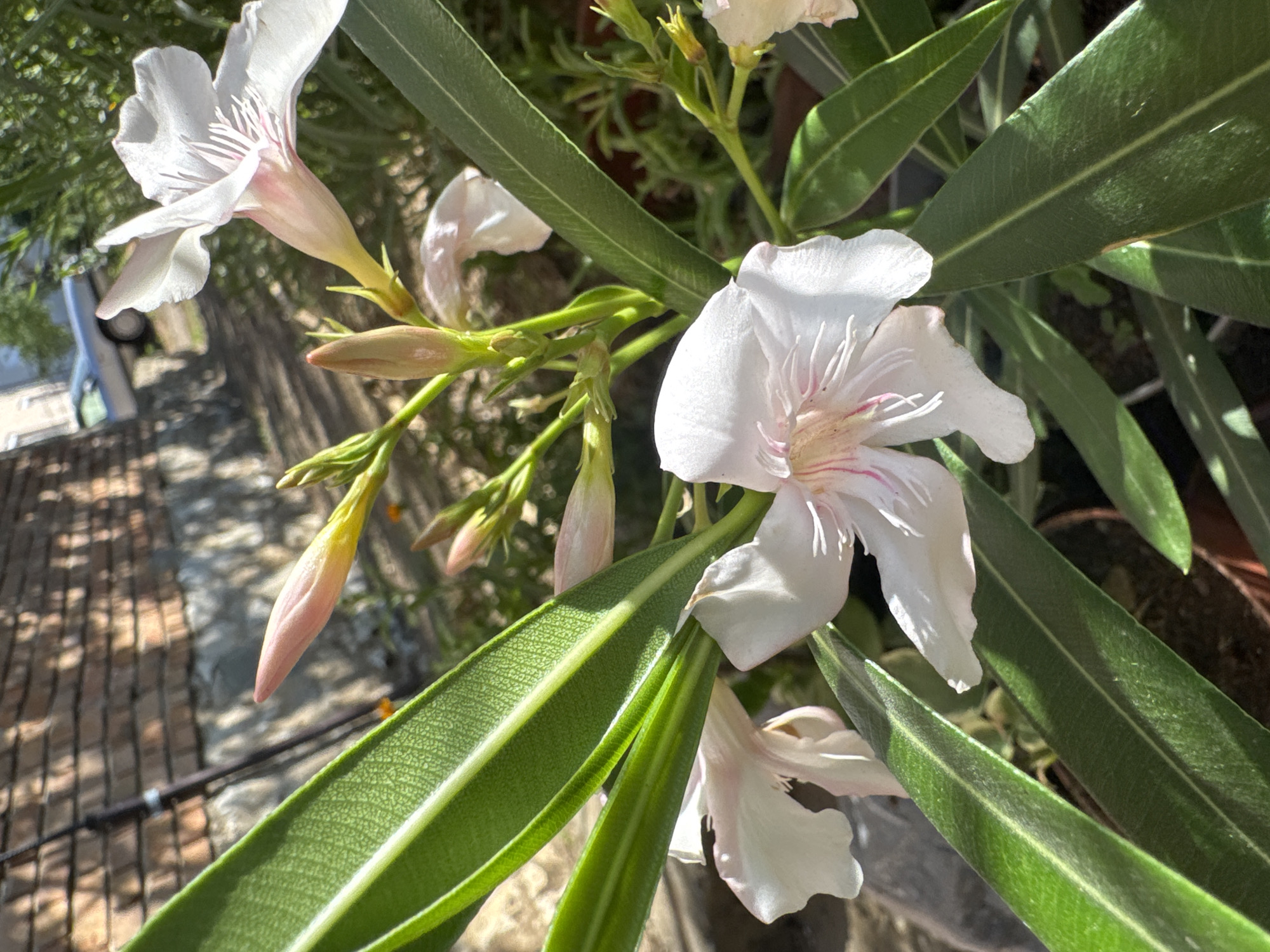 The image shows a close-up view of a blooming oleander plant in Belashtitsa, Bulgaria. The oleander flowers are white with pink veins and are in various stages of bloom, from buds to fully open flowers. The leaves are long, narrow, and dark green. In the background, a brick wall with sunlight filtering through foliage creates dappled shadows. A portion of a car and some buildings are visible in the distance, suggesting an outdoor setting likely in a garden or yard within the village. The lighting indicates it is daytime, with sunlight casting strong shadows.