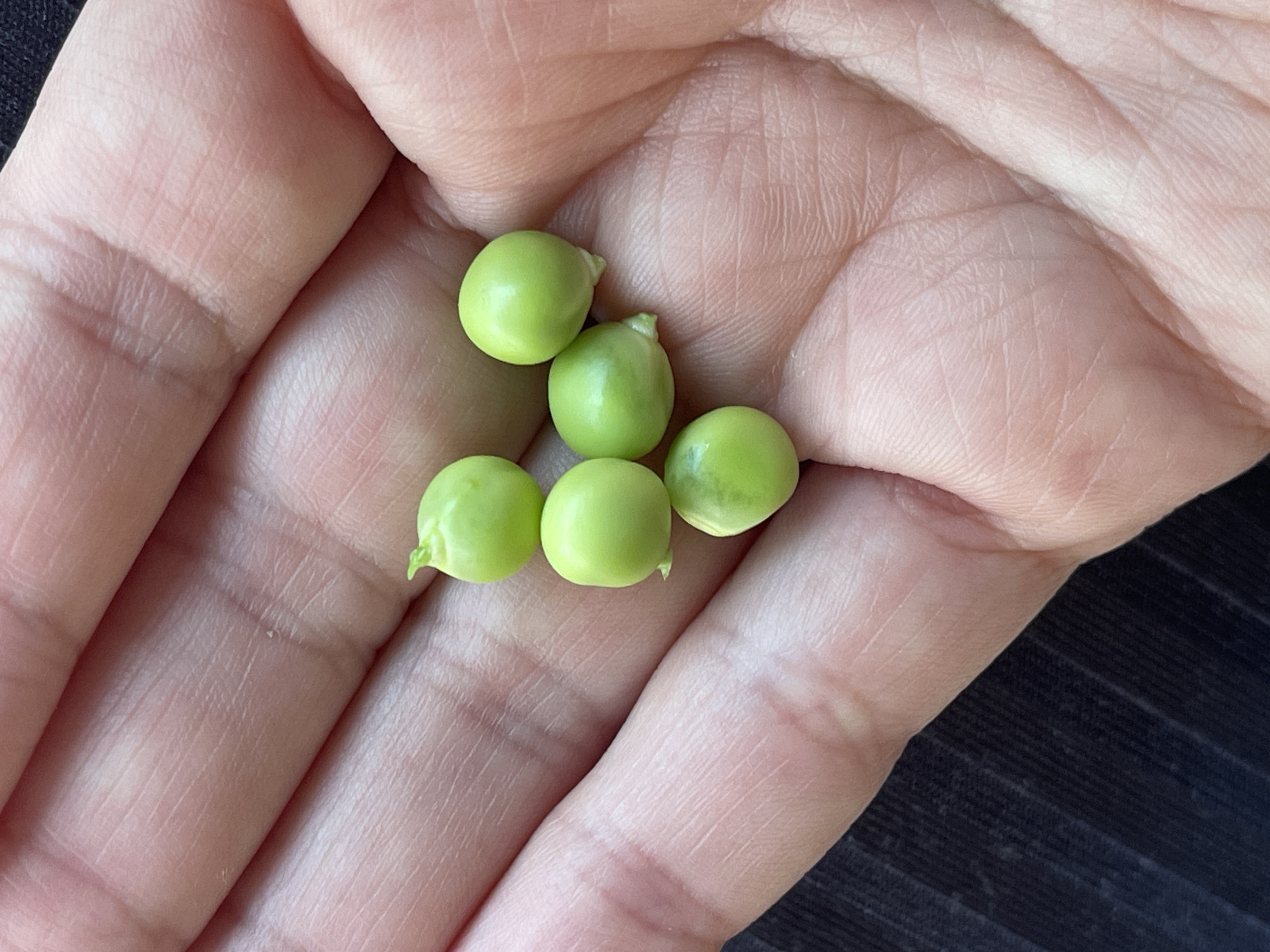 Five bright green peas are resting in the palm of a person's hand. The hand is lightly tanned with visible lines and creases, suggesting it belongs to an adult. The background is a dark, ribbed fabric. The image does not contain any information about the location of the city of Sredny, Russia.