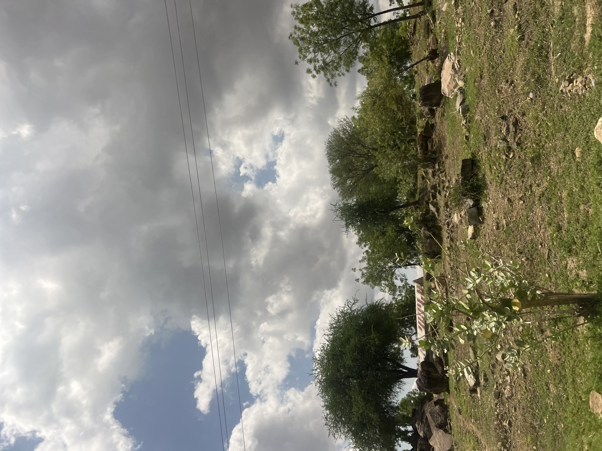 This image captures a rural or semi-rural landscape in Sabon Layi Jessu, Nigeria, under a partially cloudy sky. The upper two-thirds of the frame are dominated by a sky featuring a mixture of bright white cumulus clouds, darker grey clouds, and patches of clear blue sky visible predominantly on the left. Three thin, dark power lines run horizontally across the upper middle portion of the sky.
The lower third of the image depicts uneven ground covered with sparse green grass, areas of exposed dry earth, and numerous rocks and boulders of varying sizes. In the immediate foreground, slightly left of center, a small leafy plant with light green foliage and yellowish fruit or flowers stands upright. Further back, in the midground, several larger, dark grey boulders are scattered.
The landscape is populated with numerous trees and bushes. A large, dense green tree with a rounded canopy is prominent on the left side of the midground. Other smaller trees and shrubbery with green foliage are dispersed across the midground and background, extending towards the right side of the frame. In the background, nestled among the trees and rocks, a low-lying structure with a light-colored, possibly corrugated metal, sloped roof is partially visible, positioned left of the image's vertical center. No people or animals are visible in the scene.
