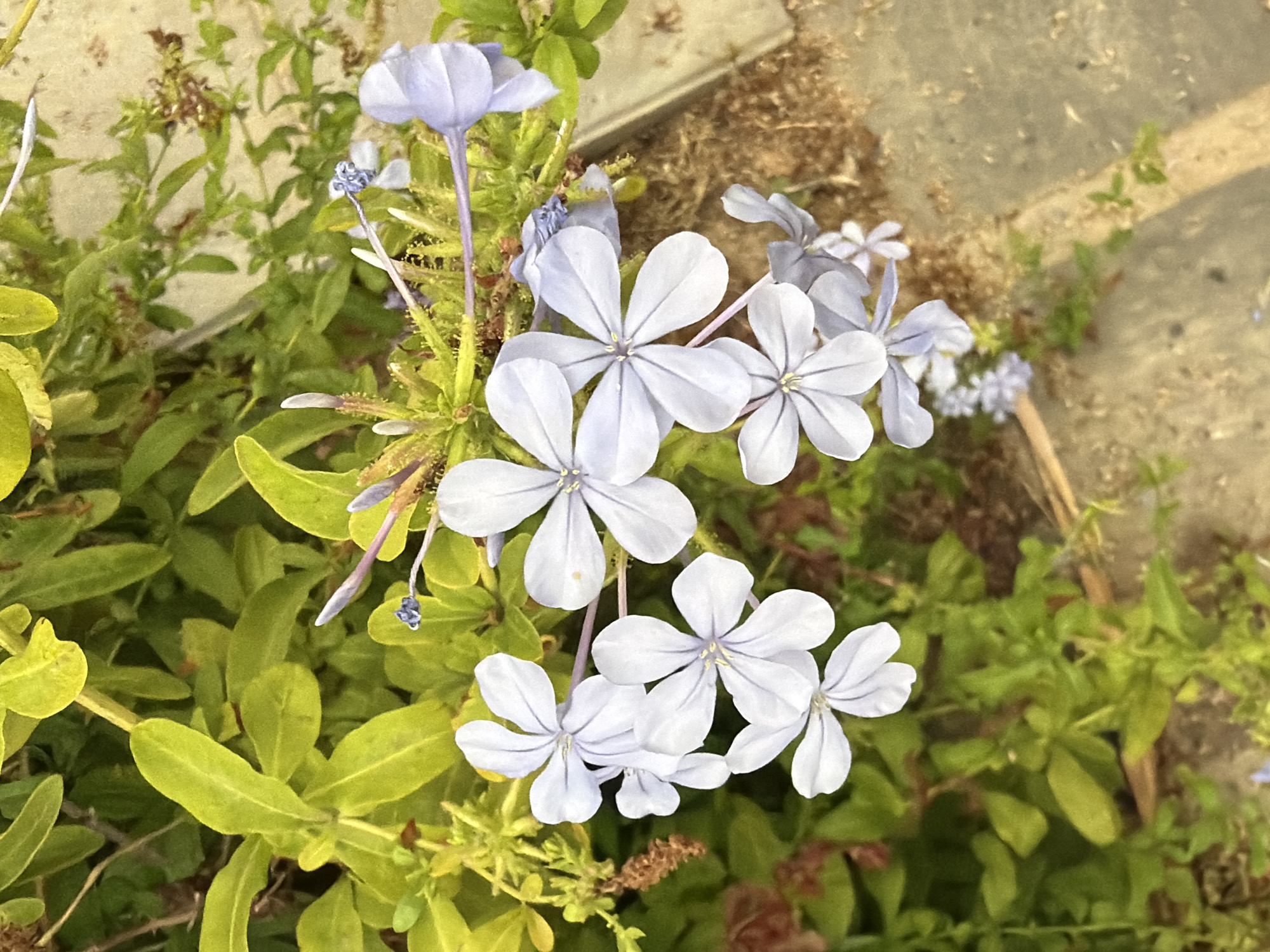 A close-up shot features a cluster of delicate, pale blue flowers with five petals each, some in focus and others softly blurred, set against a backdrop of vibrant green foliage. The flowers have thin, pointed petals and a distinct central stigma. The leaves are a mix of bright green and yellow-green, with some appearing waxy. The foreground shows a patch of dry, sandy ground with scattered small green plants, and a hint of a paved surface along the right edge. This scene is consistent with a garden or public green space in Torrevieja, Spain, possibly near a walking path or sidewalk.