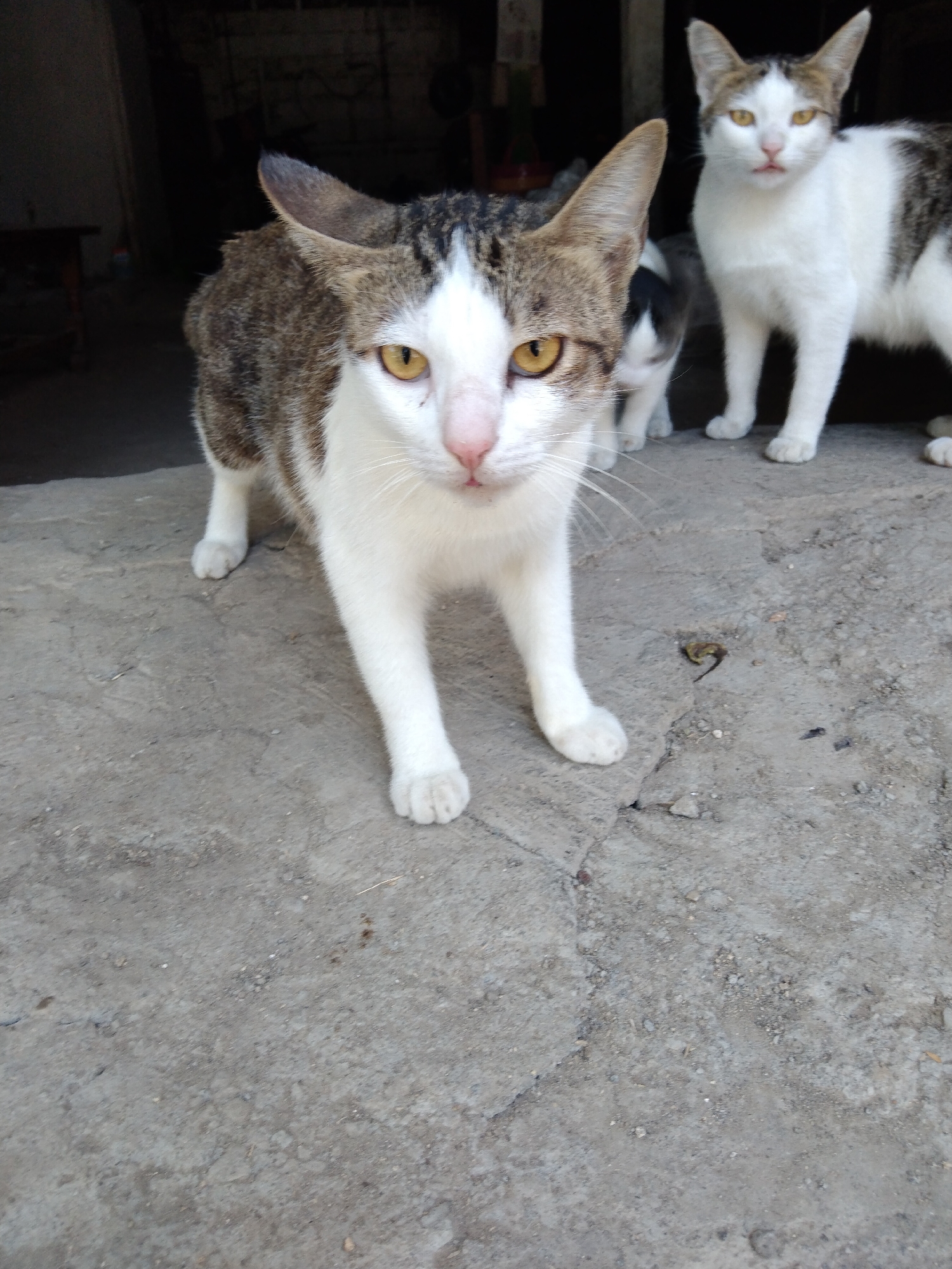 In Buntalan, Indonesia, on a concrete surface in front of a dark, open doorway, three cats are visible. The cat in the foreground is a tabby and white domestic shorthair, facing the camera with its left side closer. It has yellow eyes and is looking slightly to the left of the viewer. Behind it and to the right, a white and brown domestic shorthair cat stands facing the camera, also with yellow eyes. Partially visible behind the foreground cat and between the two other cats is a third cat, which appears to be a kitten, mostly its back is visible. The environment is gritty and outdoor, with cracks and debris on the concrete. The doorway suggests an interior space that is not well-lit.
