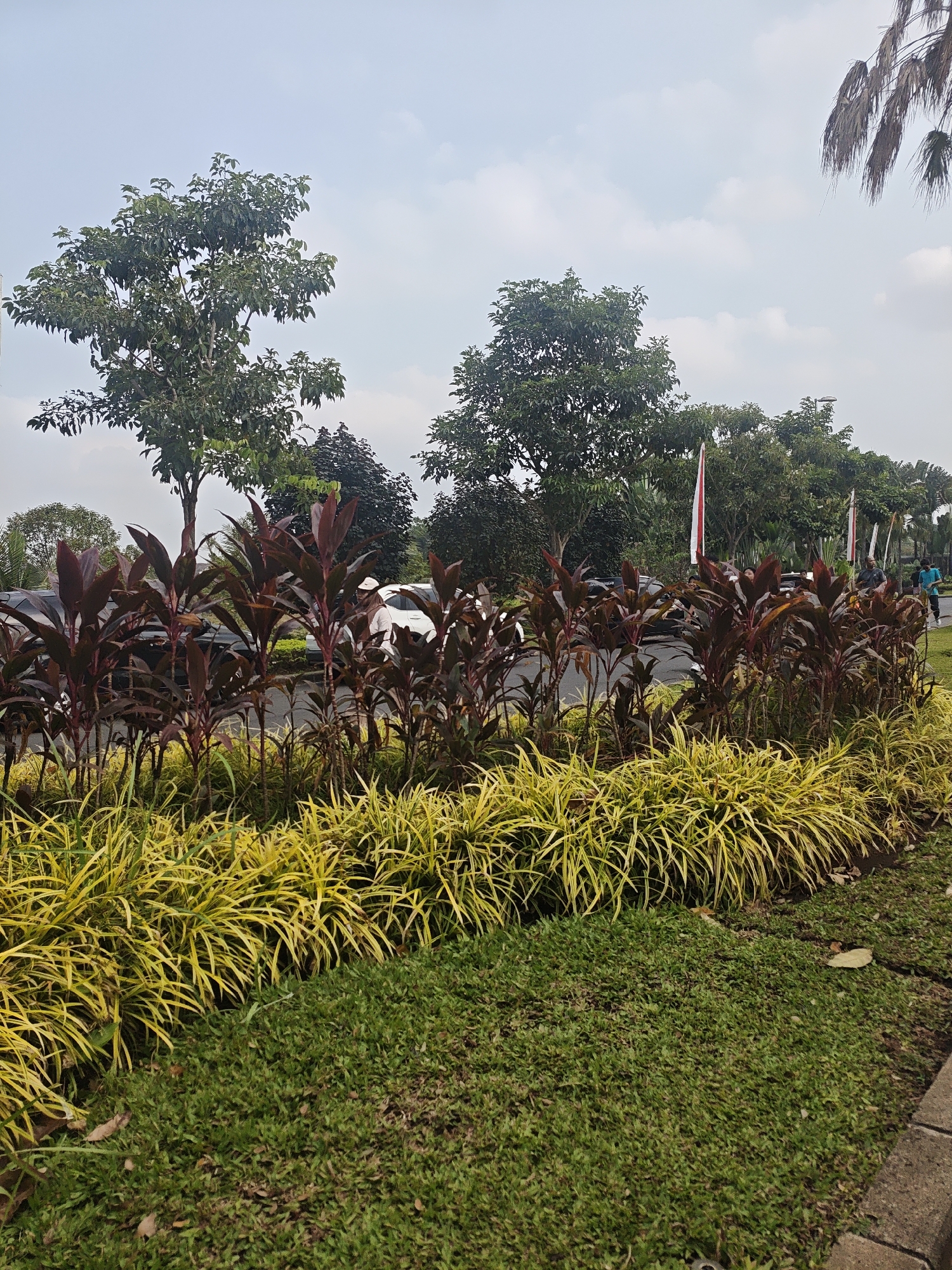 A low-angle, eye-level outdoor, medium shot captures a well-maintained garden area adjacent to a road. In the foreground, a manicured strip of vibrant yellow-green ornamental grass is densely planted, transitioning to a patch of short, neatly trimmed green grass. Behind the grass, a row of dark red, leafy plants with upright stalks forms a distinct border. Further back, several cars are parked along a paved road, with lush green trees and a cloudy, pale blue sky forming the backdrop. Two Indonesian flags, red and white, are visible on poles in the middle ground, flanking the road. A few people, indistinct in the distance, are walking on the right side of the road, one wearing a bright blue shirt. The image was taken on a slightly overcast day.