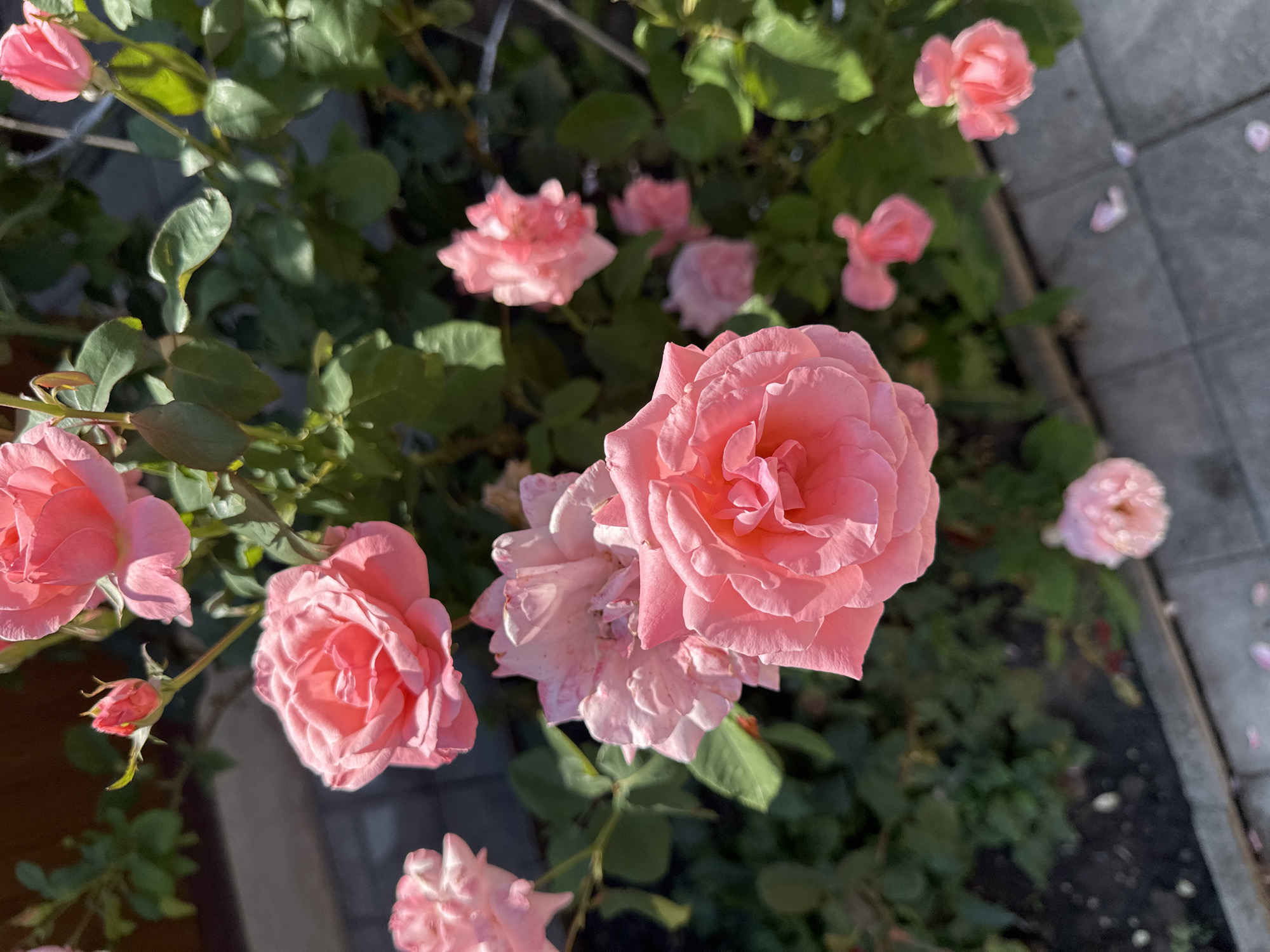 The image shows a close-up view of several pink roses in bloom, set against a background of green leaves and some dappled sunlight. In the foreground, a large, fully bloomed rose with many delicate petals is the most prominent subject. To its left and slightly behind, another fully bloomed rose is visible, and further to the left, a partially bloomed rose is seen. Above and to the left of the main rose, a rosebud with a red tip is depicted. In the background, several more pink roses, some in bloom and some as buds, are scattered among the foliage. The roses appear to be growing on a bush. The ground below the bush shows dark soil and grey paving stones. The scene is bathed in natural light, suggesting it was taken outdoors during the day. There is no indication of the specific location within the city of Makiv, Ukraine, beyond the presence of a garden setting.
