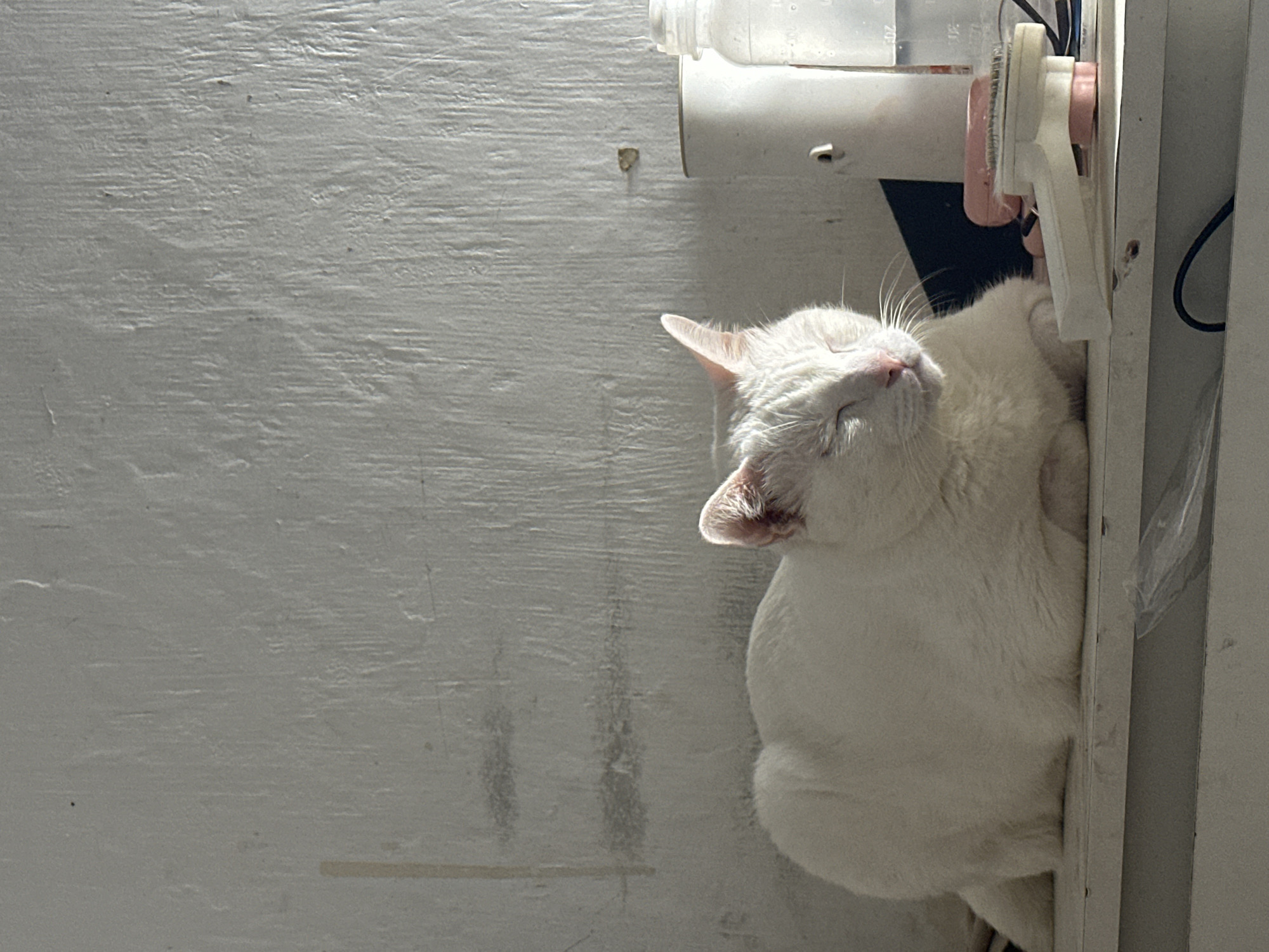 An indoor, vertical-orientation photograph depicts a serene white cat sleeping or resting peacefully in direct sunlight. The cat, with its eyes closed and head tilted slightly upwards, has a noticeable pink nose and light pink inner ears. Its soft, white fur is illuminated by the bright light, highlighting its contours.
The cat is positioned on a light-colored surface, possibly a shelf or cabinet, next to a textured white wall that dominates the left side of the frame. Above and to the right of the cat's head, a clear plastic pet water dispenser is visible, featuring a bottle attached to a white and pink feeding mechanism. Faint markings, possibly indicating "200 ml," can be discerned on the water bottle. Below the dispenser, a pink and white object resembling a pet brush or grooming tool is attached to a vertical white structure, with some dark wires or cables also visible in the vicinity.
The sunlight creates strong highlights on the wall's uneven surface and the cat's fur, casting soft shadows that add depth to the scene. The bright lighting suggests it is daytime. The overall impression is one of calm and comfort. The setting is an indoor space, consistent with a home environment in North Jakarta, Indonesia.