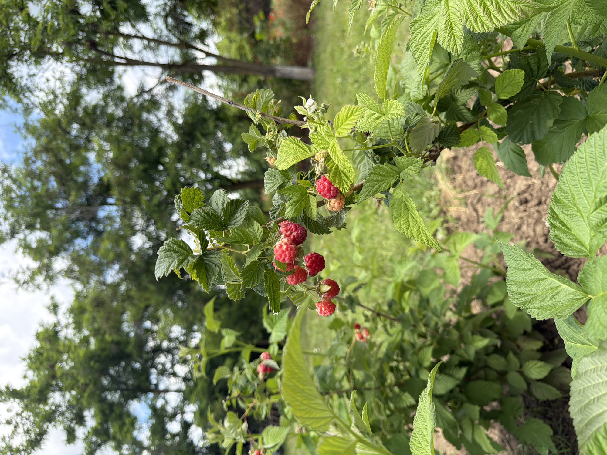 The image shows a close-up view of a raspberry bush with ripe red berries and green leaves. The bush is in focus, with a blurred background of trees and a grassy area, suggesting an outdoor setting. The sky is visible, with some clouds. The ground appears to be soil, indicating a garden or natural environment. There are no people or animals visible in the image. The scene is static and captures a moment in time, showcasing the growth of the raspberry plant.