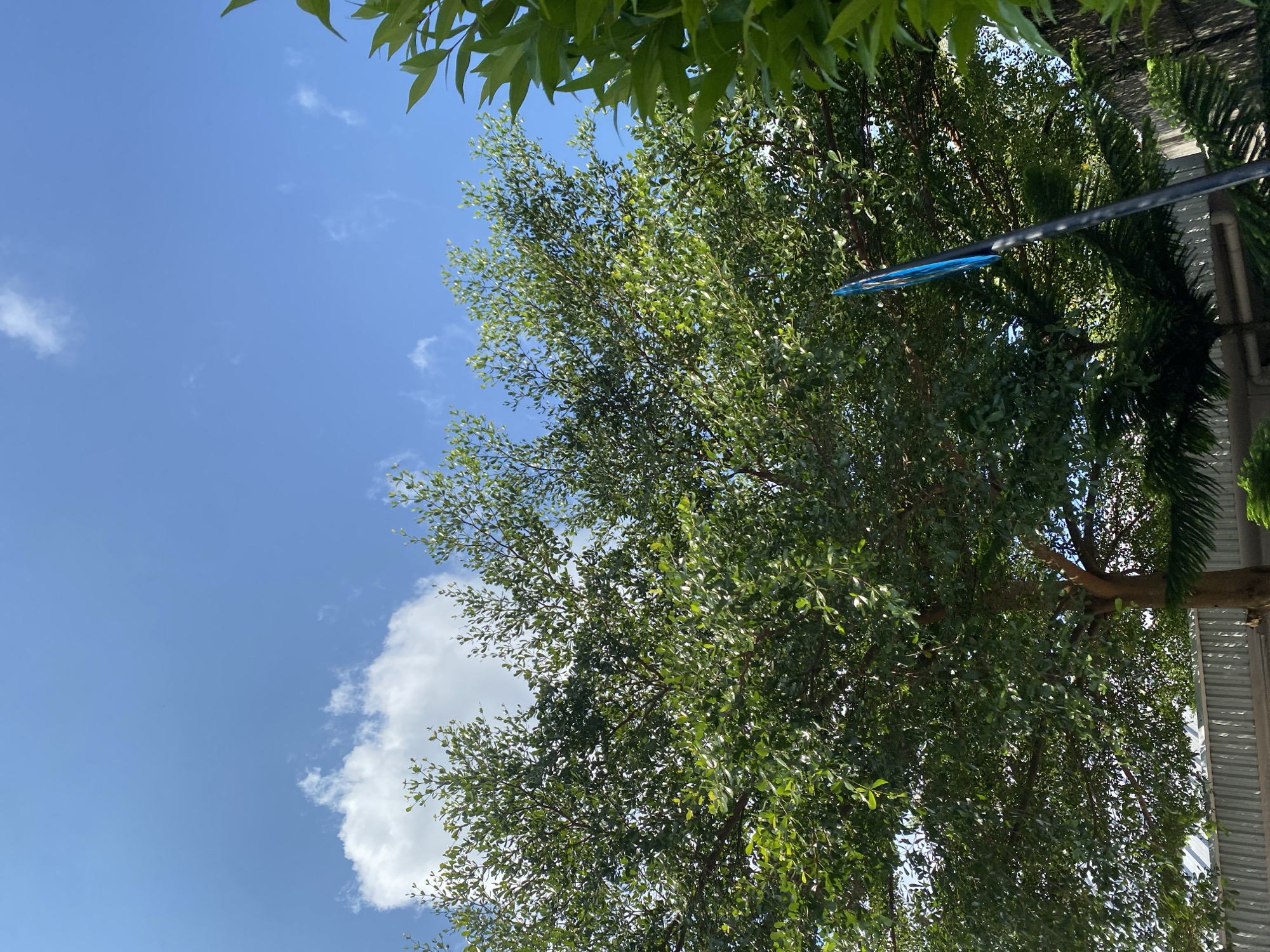 The image, taken in Gambut Barat, Indonesia, shows a view looking up at a large tree with dense green foliage against a bright blue sky with scattered white clouds. The tree's branches fill a significant portion of the frame. To the right, the leaves of another, closer tree are visible, also vibrant green. In the lower right quadrant, a dark pole extends upwards, topped with a bright blue object, possibly a flag or part of a sign. In the background, below the tree, a light-colored metal fence or wall runs horizontally across the lower part of the image.