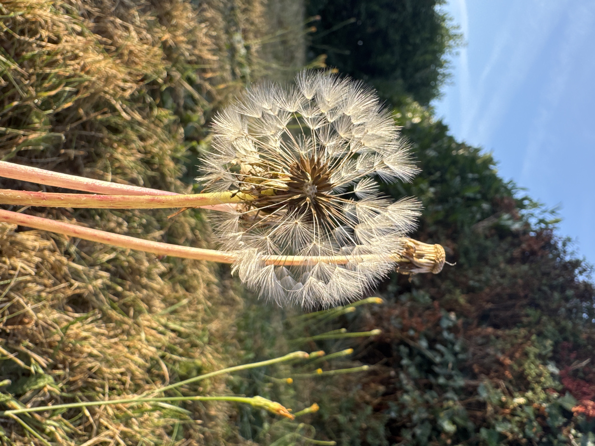 The image displays a close-up of a dandelion seed head, commonly known as a puffball, in an outdoor setting. The dandelion's delicate white filaments are illuminated by natural light, suggesting it is daytime. The background consists of dry, brown grass and foliage, with a hint of green trees and a blue sky visible. Several unopened flower buds, also appearing to be dandelions, are scattered throughout the scene. The overall impression is one of a natural, slightly overgrown area. The location of Clonmel, Ireland, is mentioned but there are no visual cues in the image that specifically identify it as such. There are no people or animals present in the frame.