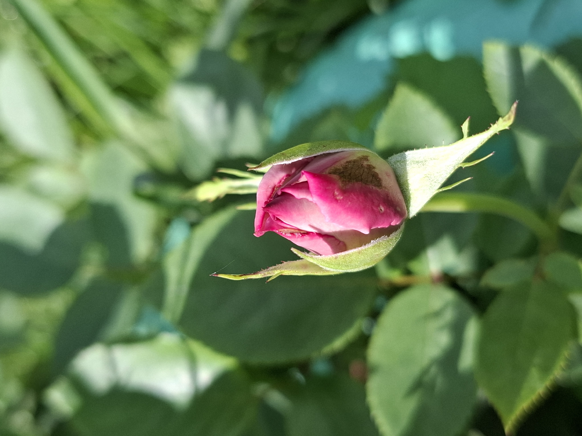 A close-up, eye-level, outdoor, full shot captures a vibrant pink rose bud in the foreground, angled slightly to the right. The bud is partially unfurled, revealing delicate pink petals at its center, contrasted by its protective green sepals. A thin strand of spiderweb is visible on one of the sepals. The background is softly blurred with lush green foliage, suggesting a garden setting. A turquoise object is visible in the far right background, out of focus. The lighting is natural and bright, indicating daytime. The image is sharp and well-focused on the rose bud. The location is Unknown, Unknown.