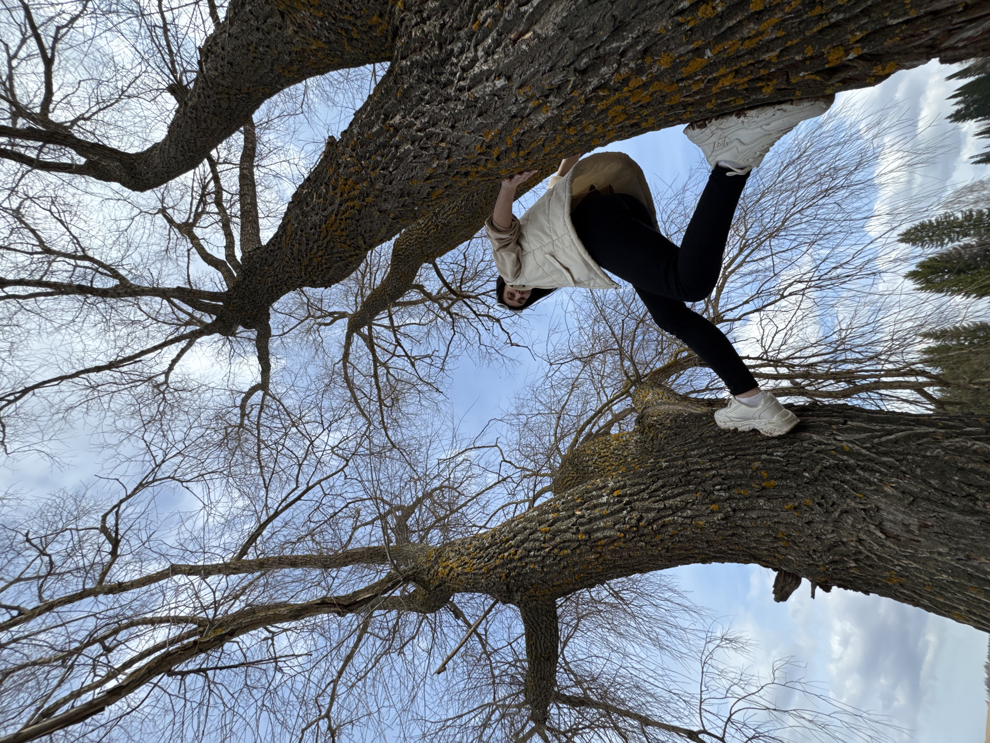 A low-angle shot shows a person climbing on a large tree with bare branches against a light blue sky. The person is wearing white shoes, black leggings, and a beige vest. They are hanging upside down from a thick branch, with one foot on another branch. The tree appears to be a mature deciduous tree with rough bark covered in yellow lichen. In the background, partially obscured by the tree branches, is a landscape with evergreen trees. The photo was taken in Amaneevo, Russia.