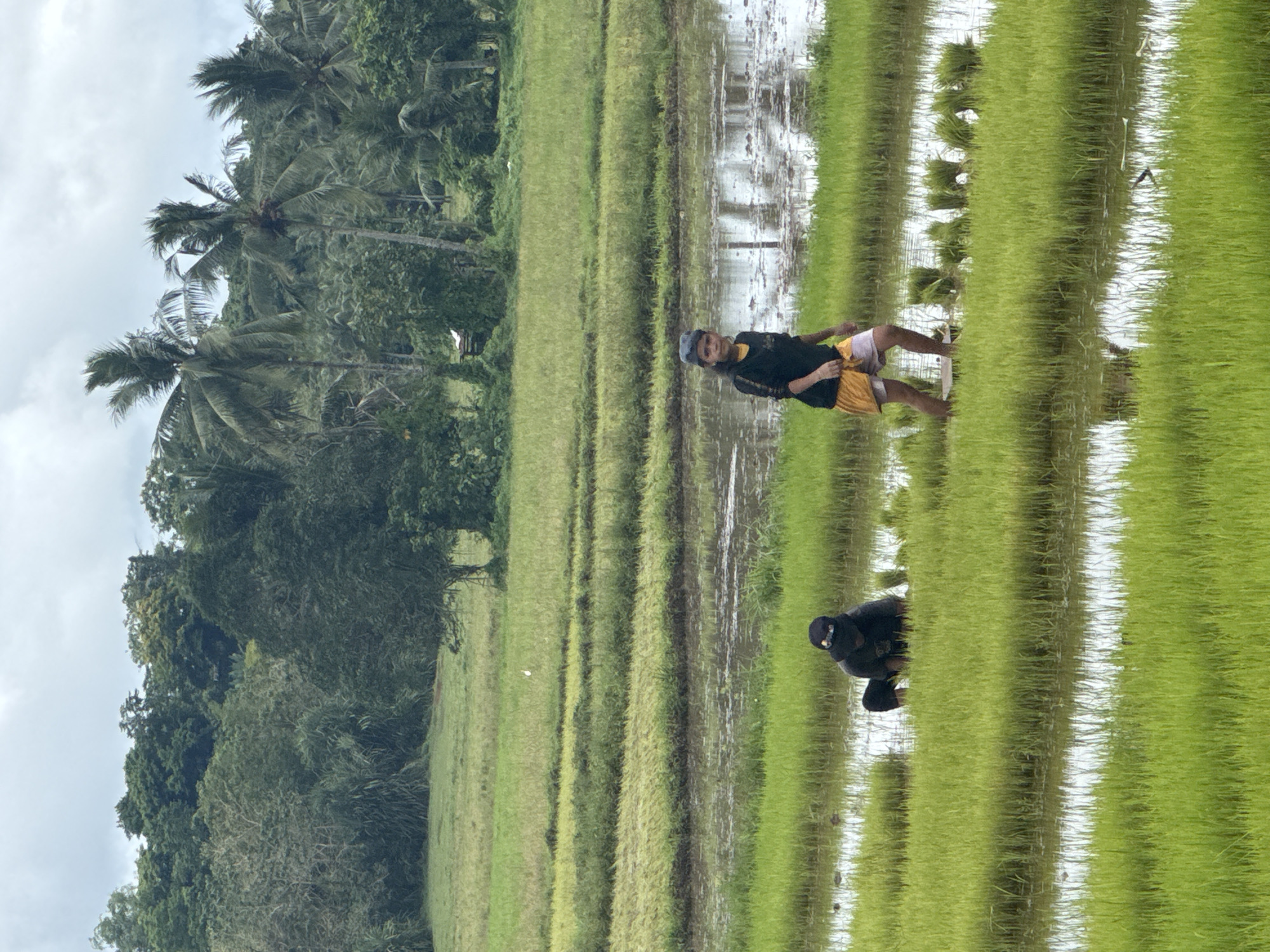 The image depicts a rural scene in Del Carmen, Philippines, showing two people working in a rice paddy. The landscape consists of rice fields with water reflecting the sky, creating a mirrored effect. Lush green vegetation and palm trees are visible in the background, suggesting a tropical environment.
One person is standing in the field, wearing a black long sleeve shirt, yellow shorts, a white or light colored cloth wrapped around their lower thighs and wearing a dark colored hat or head wrap. The second person is kneeled or squatting, also in the rice paddy, wearing dark clothing. Both individuals appear to be involved in planting or tending to the rice crop. The presence of bundles of plants implies they are in the process of transplanting seedlings.
