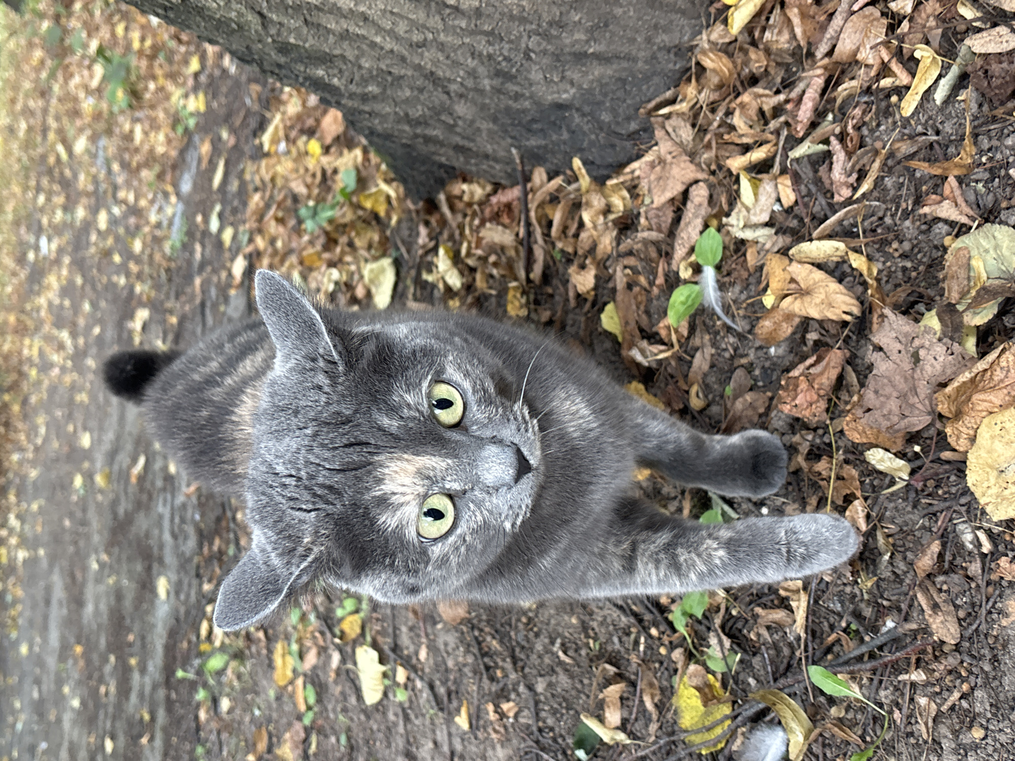 A tortoiseshell cat with green eyes is pictured outdoors in Zvenigorod, Russia, standing on a path covered with fallen leaves and dirt. The cat is facing the camera, with its left paw forward. A portion of a tree trunk is visible on the right side of the frame. The background is blurred, showing more of the leaf-strewn ground and foliage.