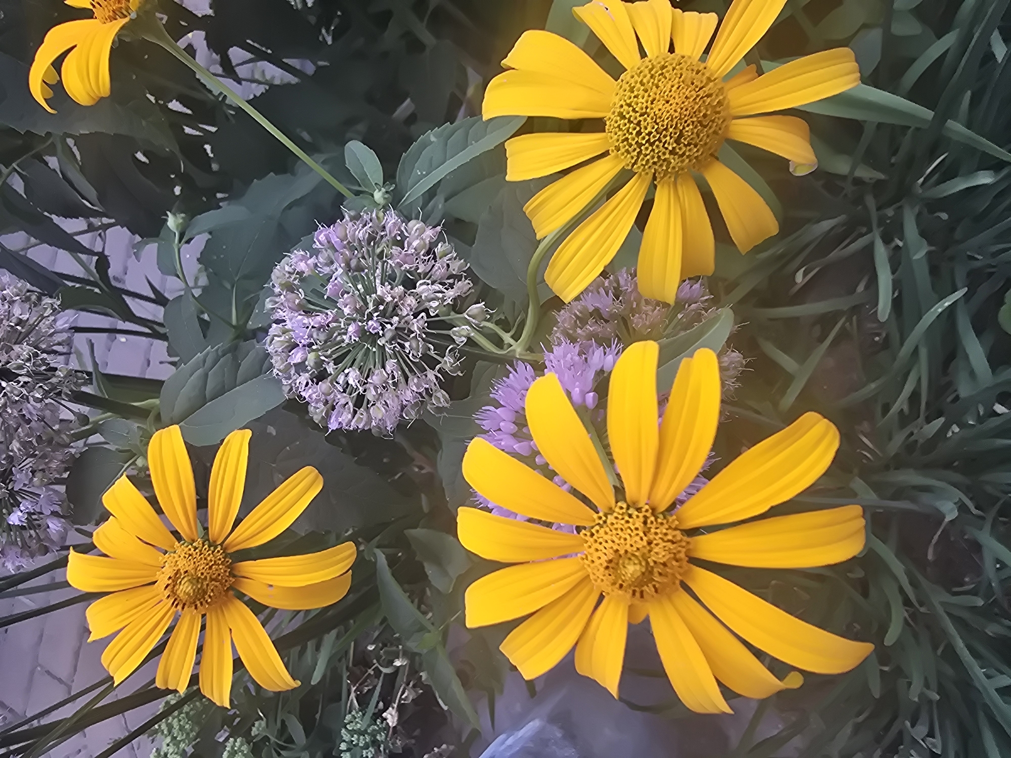 A close-up, slightly elevated shot shows three large yellow daisy-like flowers and clusters of small purple flowers in Vyshneve, Ukraine. The yellow flowers have many thin, elongated petals radiating from a textured yellow center. The purple flowers are spherical and composed of many tiny buds. Green foliage and stems are visible throughout the scene, with some grass in the foreground. The overall impression is of a garden or natural setting in bloom.