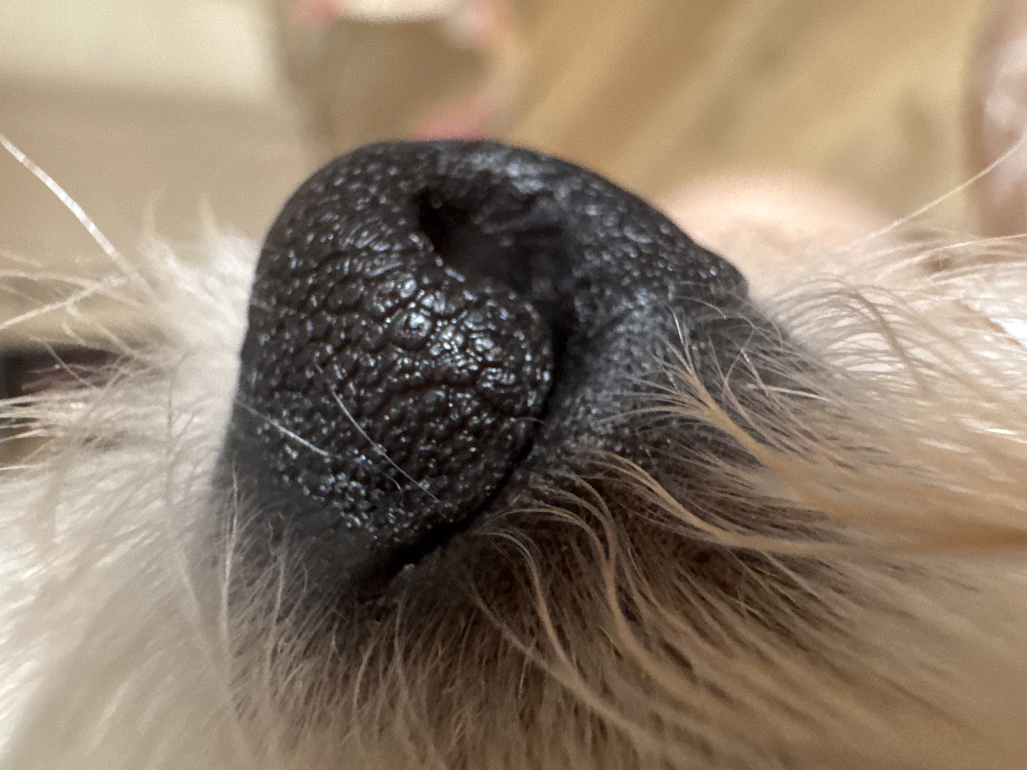 This is a close-up, macro photograph of a black dog's wet nose, surrounded by white and light brown fur. The nose is the central subject, with its textured surface clearly visible, showing small bumps and wrinkles, and appearing slightly shiny, indicating it is damp. The fur is soft and appears fluffy, with individual strands catching the light. The background is out of focus and appears to be a muted, warm, yellowish-beige color, possibly a blanket or furniture, suggesting an indoor setting. There are no people visible in the image, nor any text. The lighting is soft, and the focus is entirely on the detail of the dog's nose. The overall impression is one of intimacy and focus on a small, natural detail. Given the location context of Mikhaylovsk, Russia, the image likely depicts a domestic pet in its home environment. The time of day and weather are not discernible from the image.