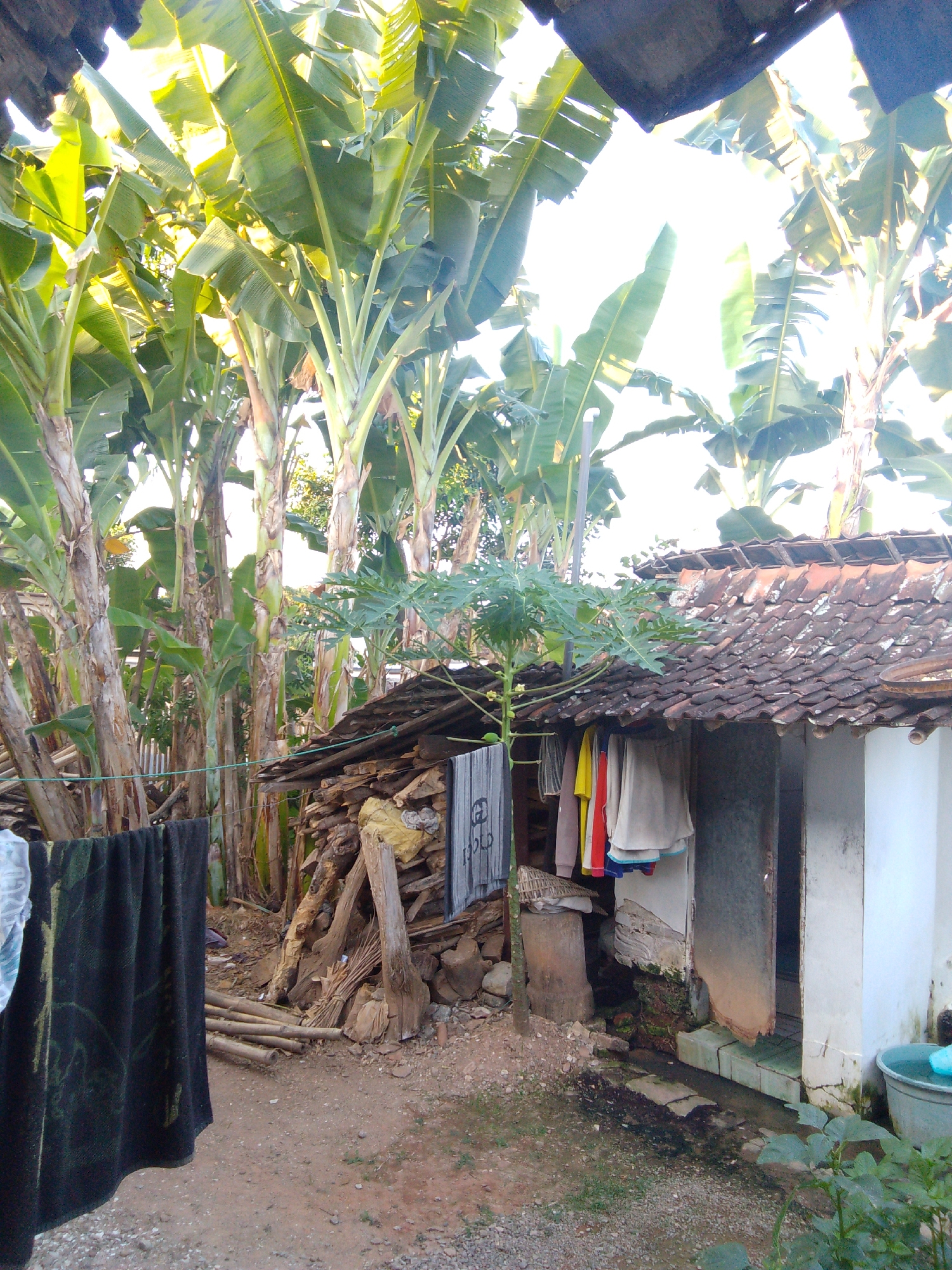 The image captures a rural scene likely in Karangan, Indonesia, dominated by several banana trees with their large, lush leaves. In the foreground, a black blanket or curtain hangs from a clothesline on the left side of the frame. Adjacent to this, to the right, is a pile of stacked firewood and other natural debris. Behind the firewood, a small, rustic structure with a tiled roof is visible, featuring an open doorway where several pieces of clothing, including a red shirt, a yellow shirt, and a light-colored garment, are hanging to dry. A young papaya tree grows in front of this structure. The ground is a mix of dirt and small stones. The overall impression is of a simple, outdoor living space in a tropical or subtropical environment.