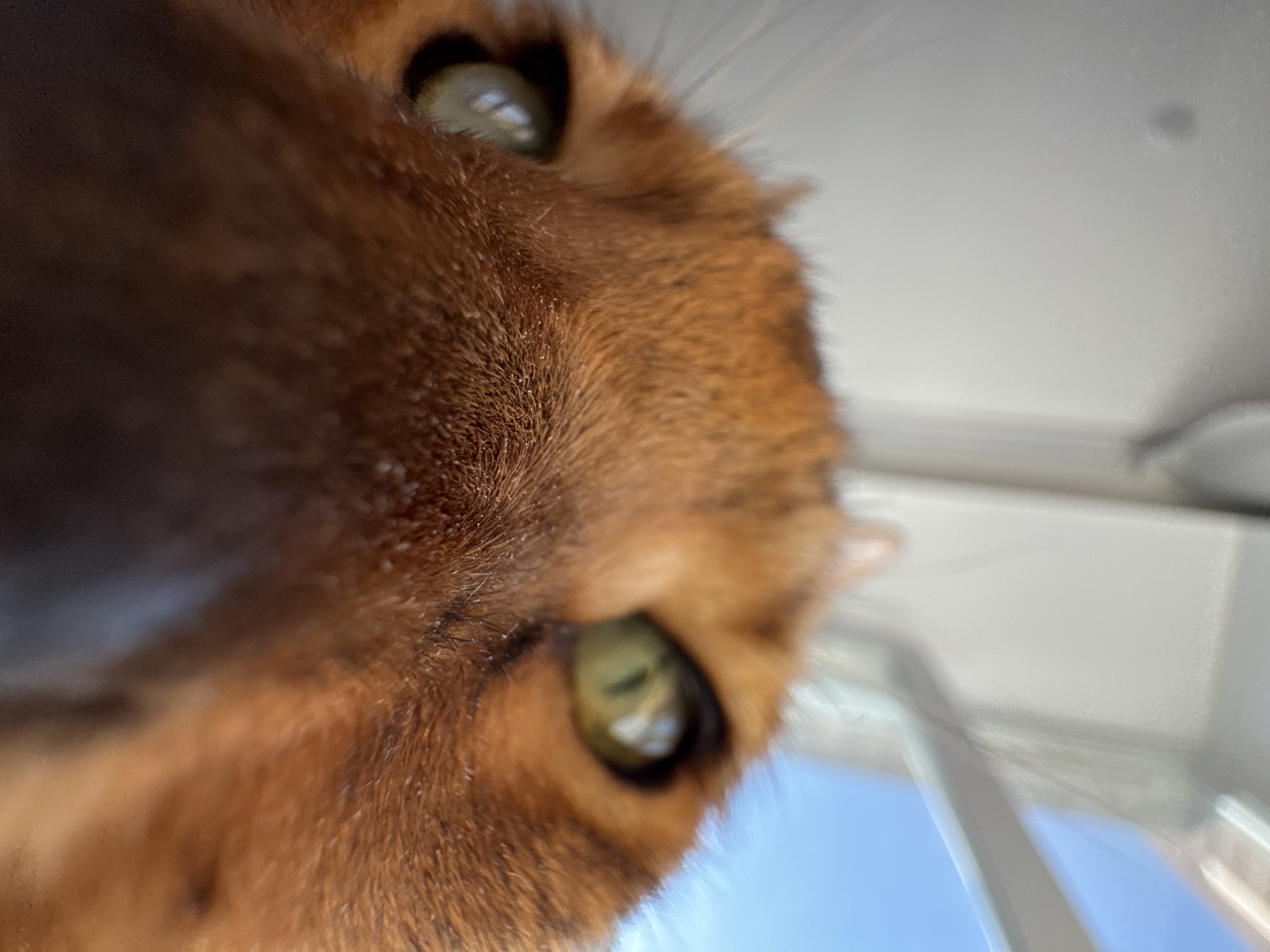 A close-up, distorted perspective of a brown cat's face, primarily featuring the eyes and fur. The right side of the image reveals part of a window frame, possibly indicating an indoor setting with a glimpse of the sky outside. The location is Unknown, Unknown.