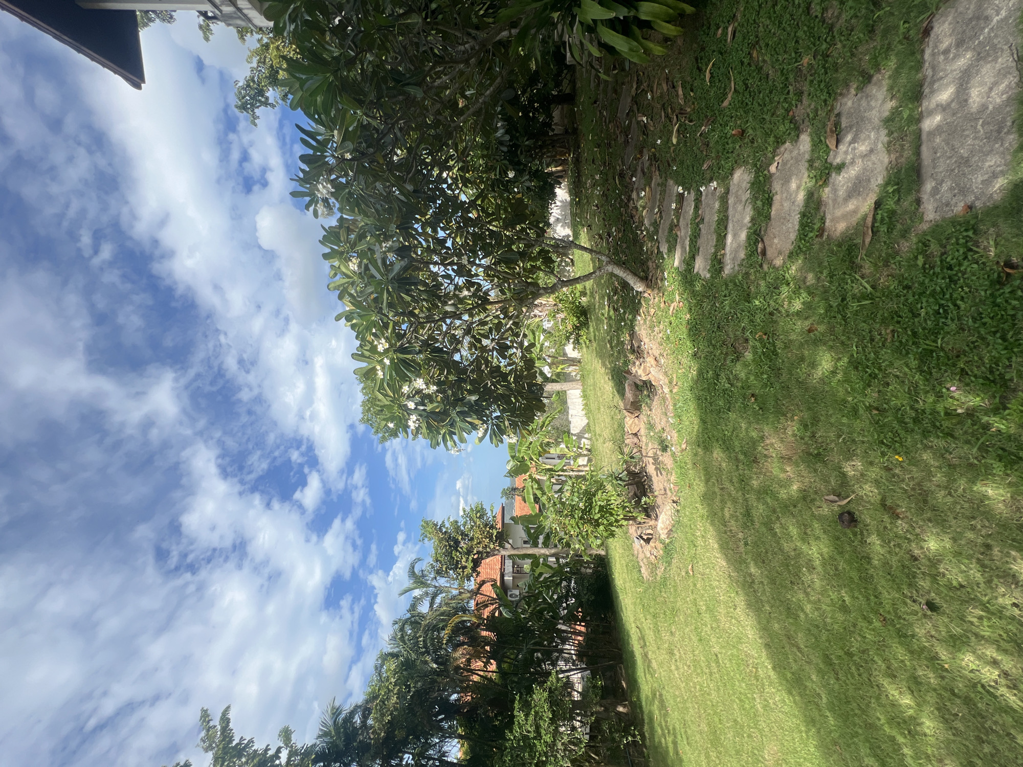 The image depicts a sunlit outdoor scene in a tropical environment, likely Ko Samui District, Thailand. A grassy lawn occupies the foreground, with a stepping stone pathway winding through it towards the right side of the frame. Lush green vegetation, including trees with white flowers, palms, and other tropical plants, surrounds the lawn. In the background, a portion of a building with an orange tiled roof is visible amidst the greenery. The sky is a vibrant blue, dotted with white, wispy clouds, indicating fair weather. The overall impression is one of a well-maintained garden or yard in a warm climate.