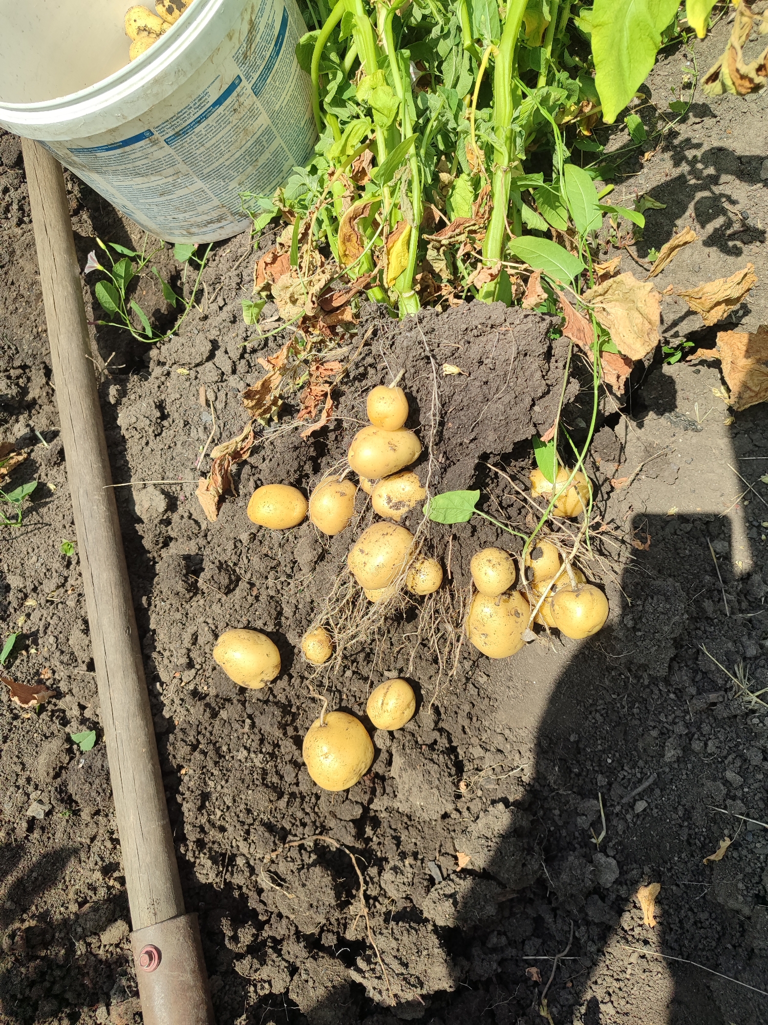 In Novosamarka, Ukraine, on a bright, sunny day, a potato harvest is underway. A white bucket, partially filled with harvested potatoes, sits in the upper left corner of the frame, its label displaying text in a foreign language. Beside it, a wooden tool, likely a shovel or hoe, lies on the dark, rich soil. The ground is disturbed, revealing numerous freshly dug potatoes, ranging in size and color from pale yellow to light brown, some still attached to their roots and vines. The potato plants themselves, with their green stalks and wilting leaves, are visible in the background, some of which have been pulled from the earth. The scene is set in a garden or field, with the sunlight casting sharp shadows across the ground, indicating a clear sky.