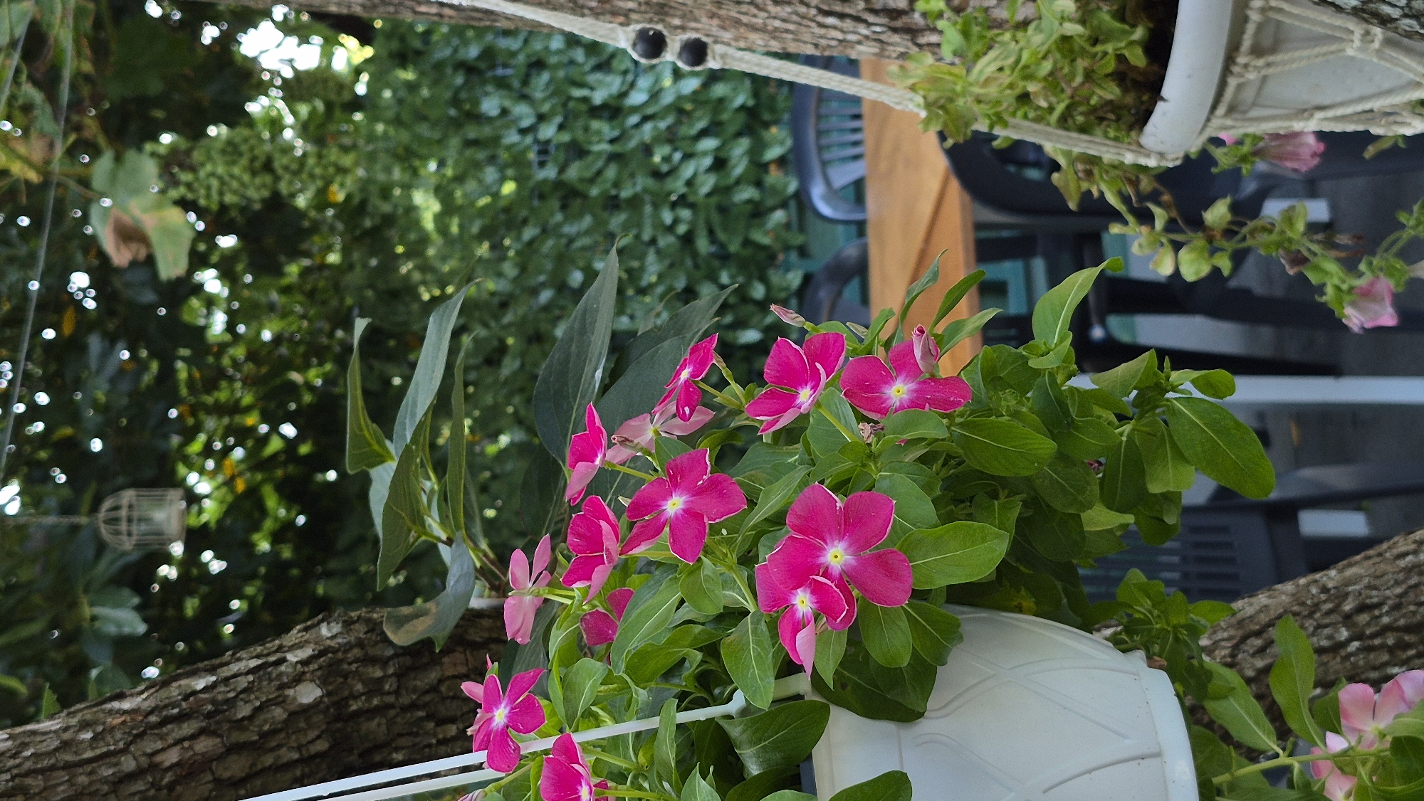 The image depicts a close-up view of vibrant pink vinca flowers in a white hanging planter. The planter is suspended by white ropes, with decorative black beads visible on one rope. Behind the flowers, a large tree trunk is prominent on the left, and another tree trunk with hanging ropes is on the right. In the background, a blurred scene of an outdoor seating area is visible, featuring a wooden table and dark chairs. Lush green foliage forms a dense backdrop, suggesting an outdoor, possibly garden or patio setting. A small decorative birdcage hangs from a wire in the upper left quadrant of the image. The lighting suggests it is daytime, with dappled sunlight filtering through the leaves.