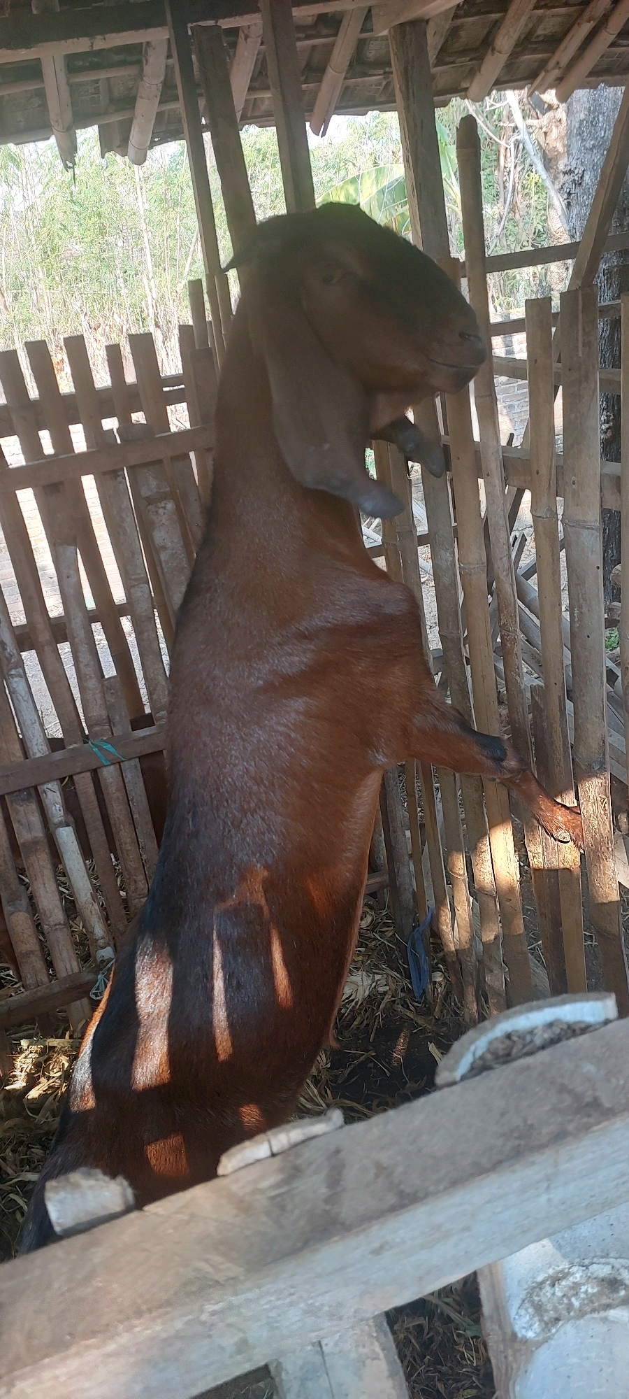 In Ketro, Indonesia, a brown goat stands on its hind legs inside a rustic wooden enclosure. The enclosure is constructed from bamboo and wooden planks, with a thatched roof. Sunlight filters through the gaps in the enclosure, casting shadows on the goat and the ground. The goat's head is raised, and its long ears are prominent. The background shows a blur of greenery, suggesting an outdoor setting.