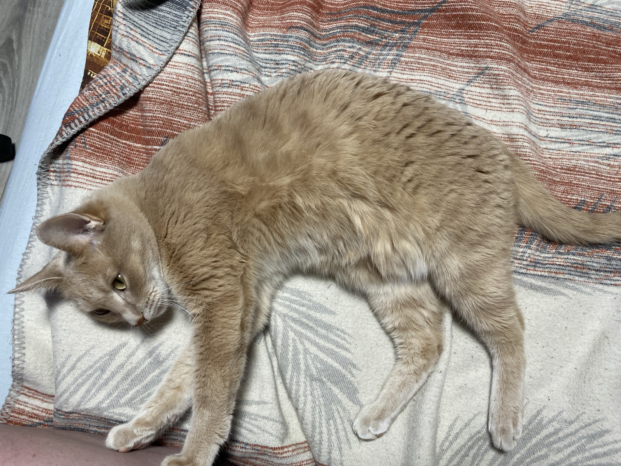 A tan cat is lying on a patterned blanket. The blanket has horizontal stripes of rust, gray, and white, along with a fern-like pattern in gray on a white background. The cat is stretched out, with its head near the left edge of the blanket and its tail towards the right. The cat's eyes are open and its gaze is directed downwards. The photo is taken indoors. The location is undetermined.