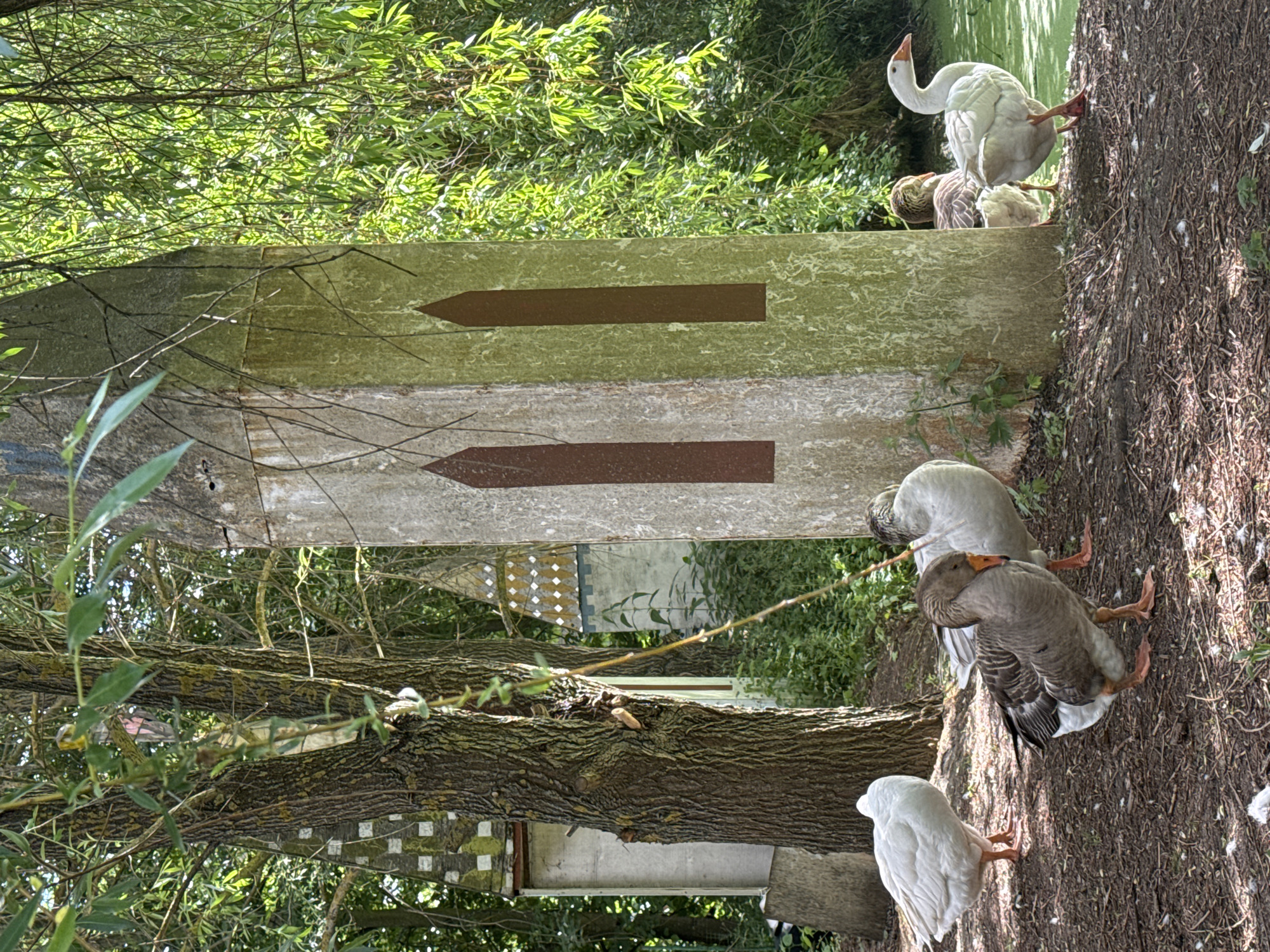 The image depicts an outdoor scene with several geese near a body of water and some peculiar structures. The ground is covered in dirt, scattered feathers, and some dry leaves and twigs.
In the foreground, there are at least four geese. One large white goose is facing away from the camera, with its head down. To its left and slightly behind is a grey goose with its head down, appearing to be feeding or resting. Another grey goose is to the right of the white goose, facing the camera with its head turned and a visible orange beak. A fourth goose, mostly obscured, is partially visible behind the grey goose.
Dominating the center of the image is a tall, weathered concrete pillar with a rough texture. It has two prominent, elongated dark red rectangular markings on its front face, resembling stylized arrowheads or windows. The pillar shows signs of age and weathering, with moss or lichen growing on its surface.
Behind the pillar and to the left, a section of a tree trunk with rough bark is visible. Further in the background, two whimsical, castle-like structures with pointed roofs are present. These structures have light-colored walls with decorative patterns of small, diamond-shaped yellow and white tiles on their upper sections. They appear to be situated within a wooded area.
The environment is lush and green, with dense foliage from trees and bushes surrounding the scene. The water body to the right of the pillar is covered with a thick layer of green algae or aquatic plants, giving it a murky appearance. Sunlight filters through the leaves, creating dappled light and shadows on the ground and the pillar.
The image seems to capture a quiet moment in a slightly unusual, perhaps decorative, park or garden setting. The presence of the unique structures and the docile behavior of the geese suggest a tranquil, possibly whimsical, atmosphere. The specific location in Ulitkino, Russia, is not visually indicated within the image itself.