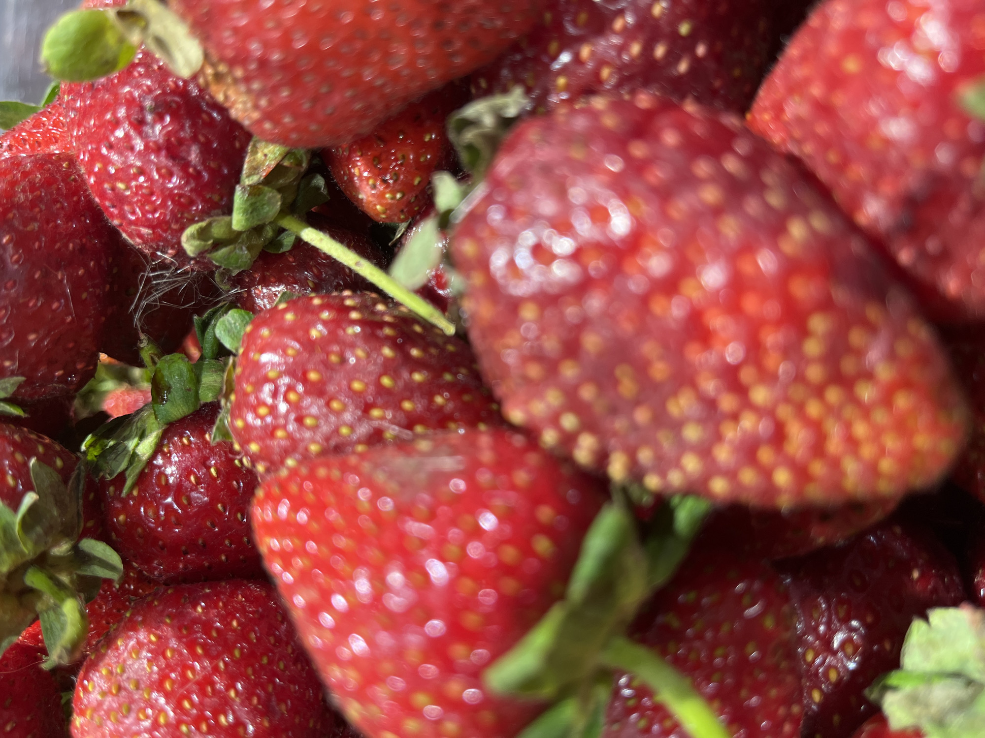 A close-up, vertical, eye-level, full shot displays a pile of ripe strawberries. The strawberries are a vibrant red with visible seeds scattered across their surfaces. Some strawberries have green stems and leaves attached. The lighting creates highlights and reflections on the fruit, giving them a glossy appearance. The image appears to be taken in a natural, outdoor setting, possibly a market or a garden, given the freshness of the produce. The specific location in Astana, Kazakhstan, is not discernible from the visual information present in the image.