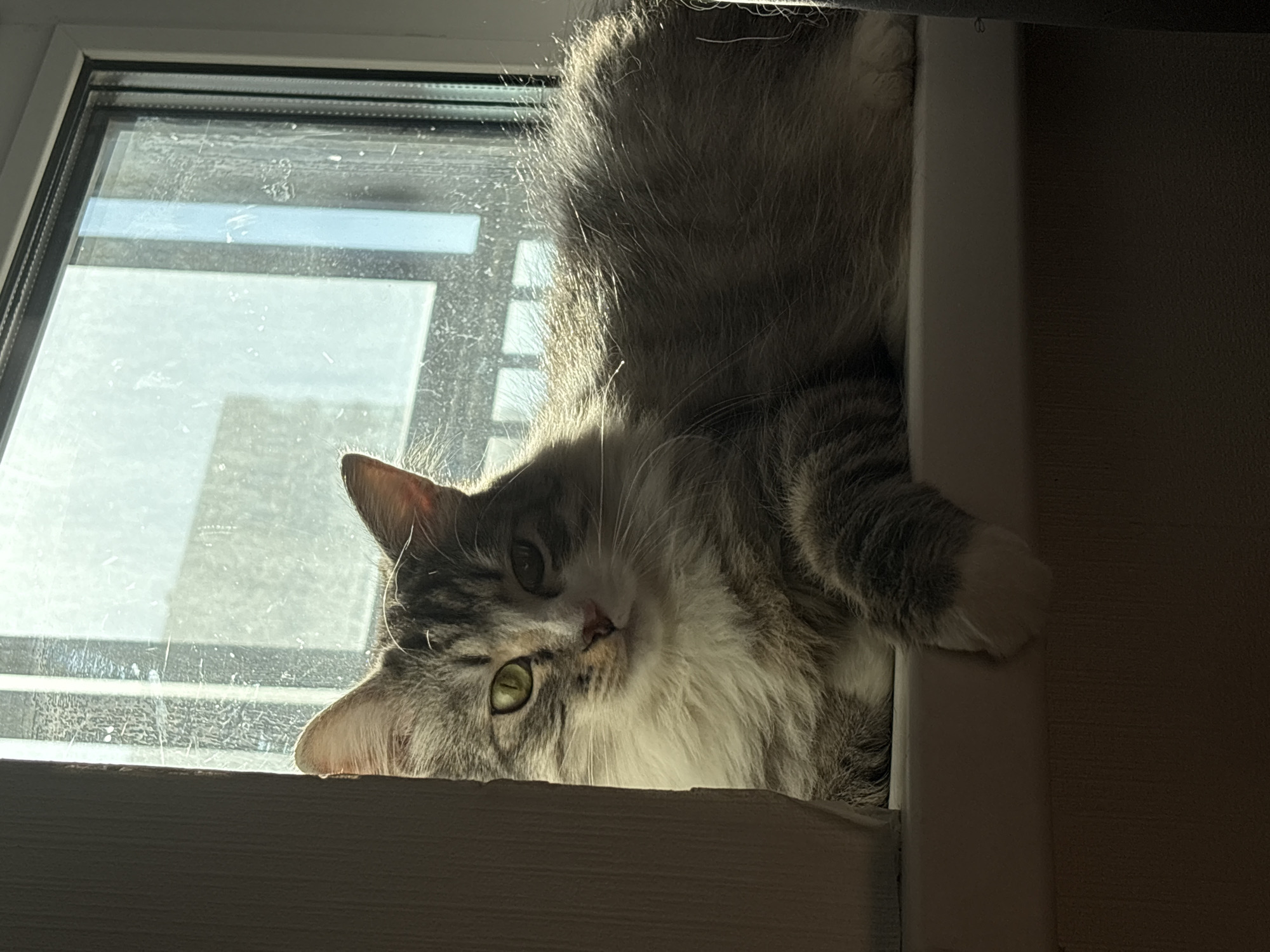 A medium-shot depicts a gray and white cat lying upside down on a windowsill. The cat is mostly positioned in the top right of the frame with its head in the bottom left. The background is a window with several panes reflecting light and a wall on the right. The location of the scene is not discernible.