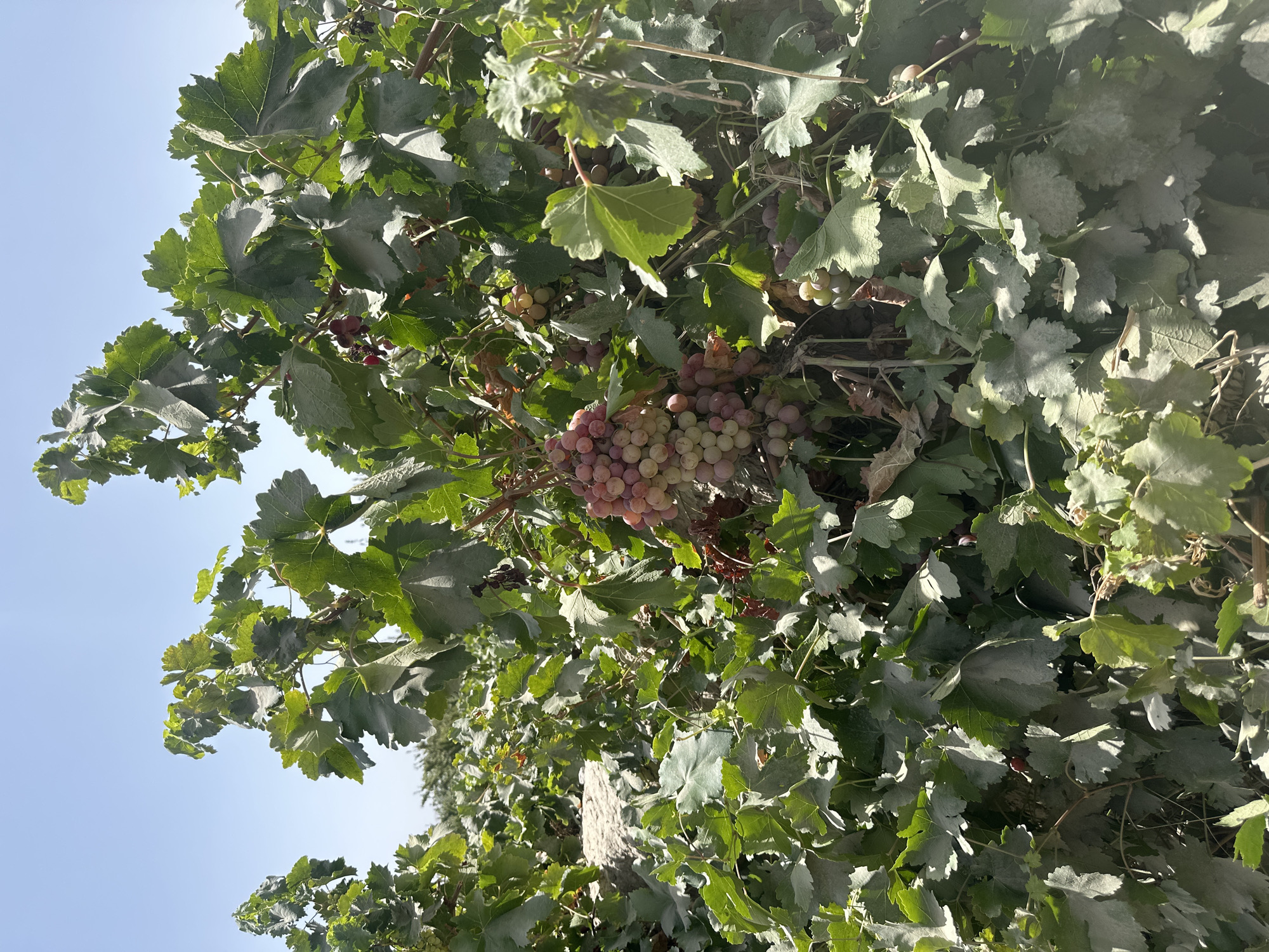 An outdoor, eye-level, medium shot captures a sun-drenched vineyard with thick green foliage and clusters of ripening grapes. The grapes are a mix of pink and green hues, with some appearing more translucent than others. The vineyard is densely packed, with numerous vines and leaves obscuring parts of the background. The sky above is clear and pale blue. The overall impression is one of abundance and natural growth. The scene is located in Quetta City Tehsil, Pakistan.