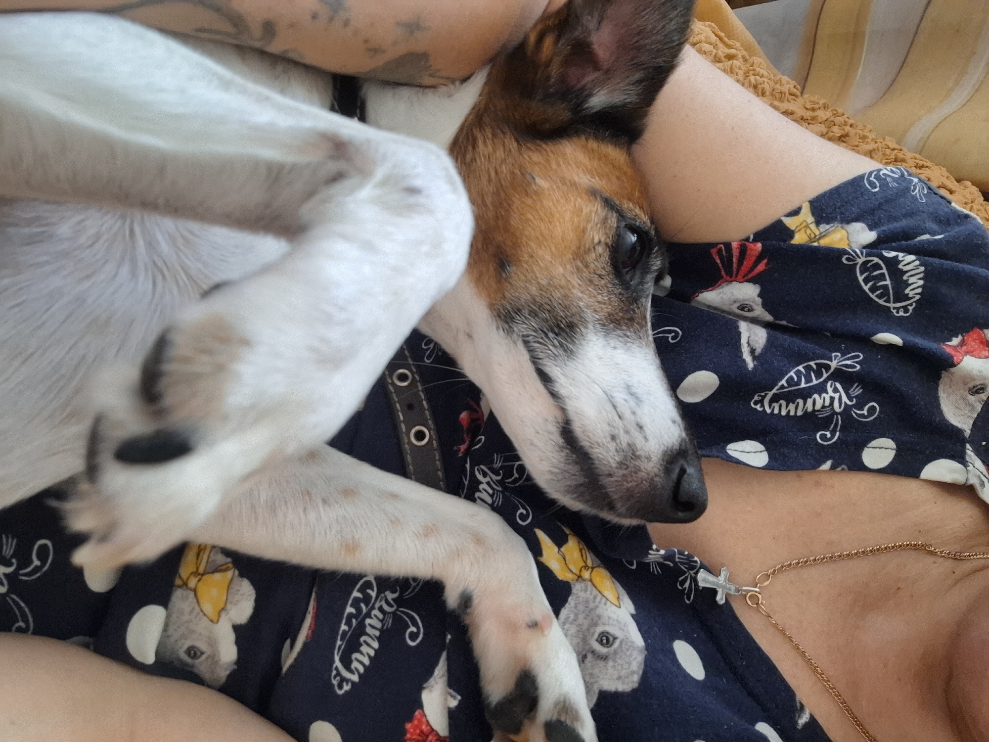 An extreme close-up shot shows a person's torso and arms cradling a small dog. The person is wearing a dark blue shirt with a pattern of cartoon bunnies, carrots, and white polka dots. A thin gold necklace with a cross pendant rests on the person's collarbone. The dog, a Jack Russell terrier, is lying on its back, with its paws resting on the person's chest. The dog's head is tilted upwards, and it appears to be looking at something above the frame. The background is blurred, but appears to be an indoor setting.