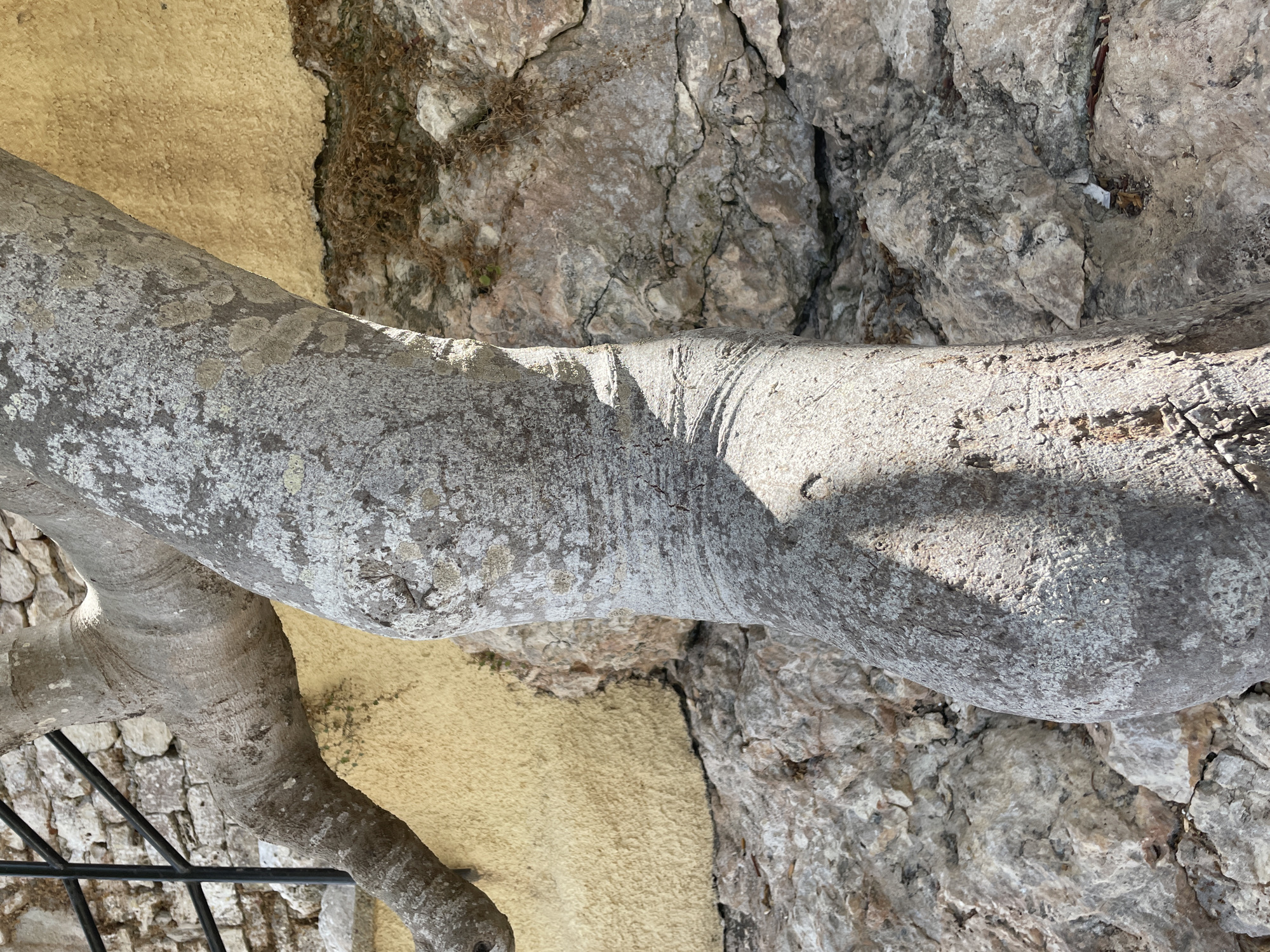 The image shows a close-up of a thick tree trunk with textured, greyish-white bark, possibly lichen-covered, set against a backdrop of rough-hewn stone and a textured, yellowish wall. The tree trunk is prominently positioned in the foreground, with its irregular, organic shape dominating the frame. A shadow of the trunk is cast onto its surface. To the left, another branch of the same tree extends horizontally, with a black metal railing and a stone wall visible behind it. The lower part of the image features a jumble of grey and beige rocks, suggesting a natural or rugged terrain. The yellowish wall behind the tree has an uneven, stucco-like texture and is partially obscured by the rocks and foliage. In the upper left portion of the image, a section of a stone wall, constructed from irregularly shaped stones, is visible. The scene appears to be outdoors, under natural light, likely in a Mediterranean setting given the mention of Cala Figuera, Spain, which is known for its rugged coastline and traditional architecture. The overall impression is one of a strong, established tree growing in a rustic environment, possibly integrated into a garden or landscaping near a building or pathway in Cala Figuera.