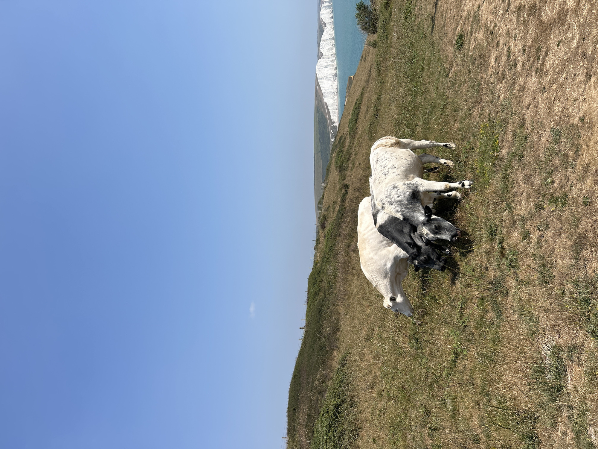 Three cows are grazing on a grassy cliff overlooking the sea on a clear day. The cows are white with black markings. The cliff is covered in dry grass and some low-lying green bushes. In the background, white cliffs stretch along the coastline, meeting the turquoise sea. The sky is a bright, cloudless blue. This scene is consistent with the landscape of Seaford, United Kingdom, known for its dramatic chalk cliffs.