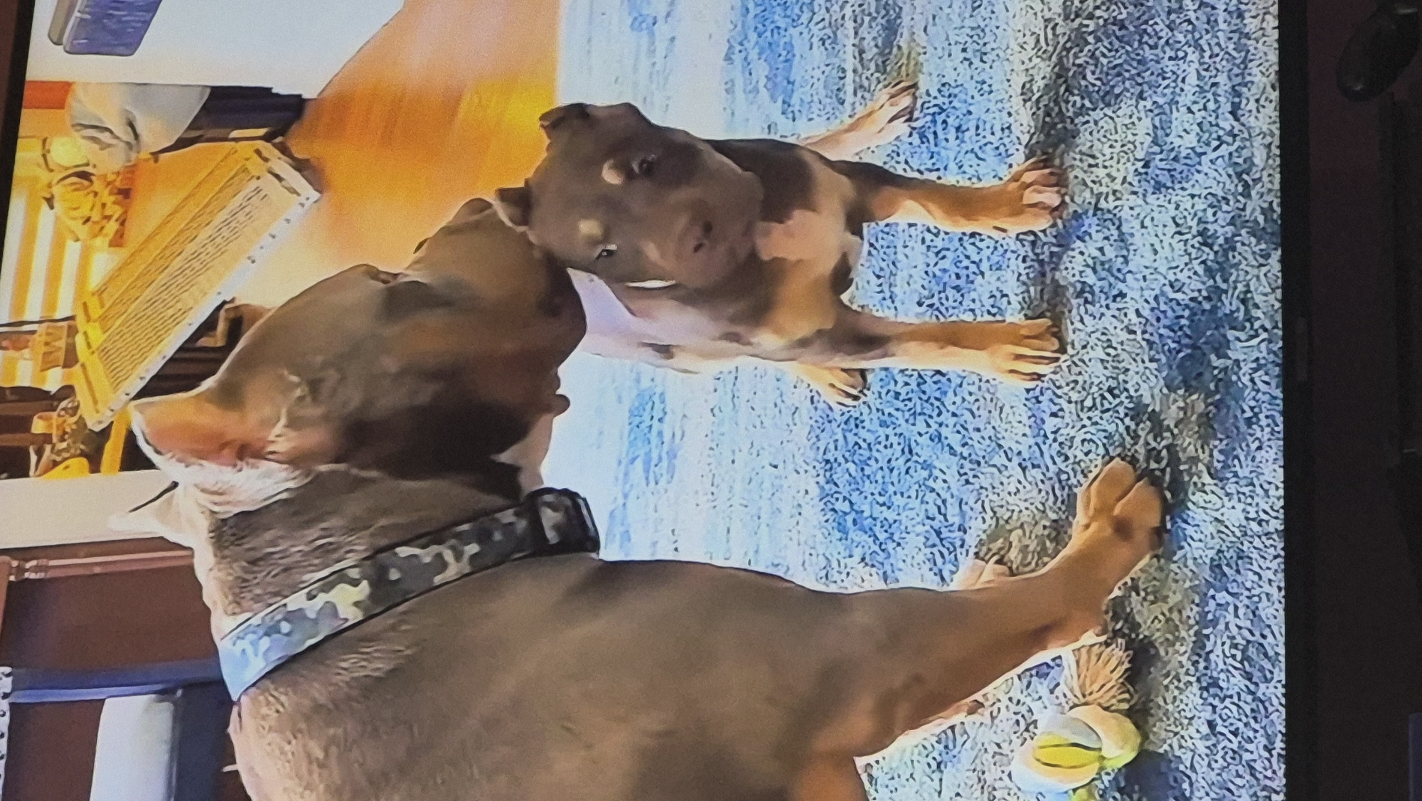 The image shows two dogs on a blue carpet. The larger dog, which appears to be an adult, is nudging the head of a smaller dog, which appears to be a puppy. The adult dog is wearing a camouflage collar. To the left of the dogs, a dog toy is visible on the carpet. In the background, there is a wooden floor, a piece of furniture with a white cushion, and a rack-like object. The scene is indoors and the lighting suggests it is daytime. There is no visible connection to the city of Švenčionys, Lithuania.