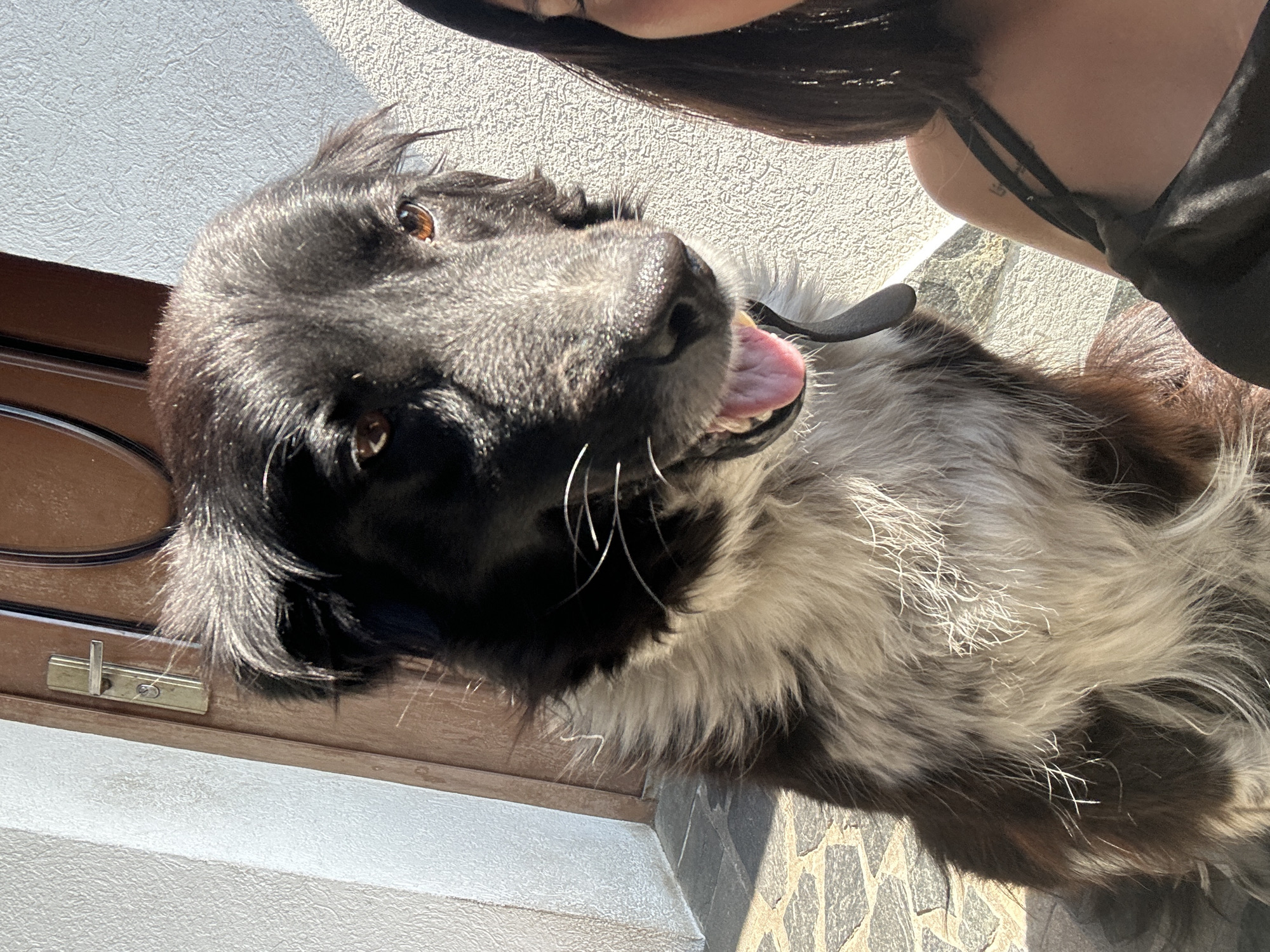 The image captures a close-up, low-angle perspective of a dog and a partially visible person outdoors. The dog, a long-haired breed with black or very dark brown fur on its head and a lighter, possibly merle or greyish-white and brown pattern on its chest and body, is the central subject. It looks upwards with bright brown eyes, its tongue slightly out, suggesting it is panting or happy. Prominent white whiskers are visible around its snout.
Only the top of a person's head with long, dark hair, a bare shoulder with a dark strap, and a partially visible arm are present in the upper right of the frame. A faint, small, indecipherable tattoo is visible on the person's upper arm. A hand, mostly obscured, is seen holding a black leash attached to the dog.
The background features a light-colored, textured wall (possibly stucco or painted brick) on the left, next to a brown wooden door frame with a brass-colored latch. The ground, visible towards the bottom right, is paved with irregularly shaped, multi-toned stones or tiles. The scene is brightly lit by direct sunlight, indicating it is daytime with clear weather. The dog appears joyful and engaged with the person, possibly ready for an outdoor activity. The location context is Unknown, Unknown.