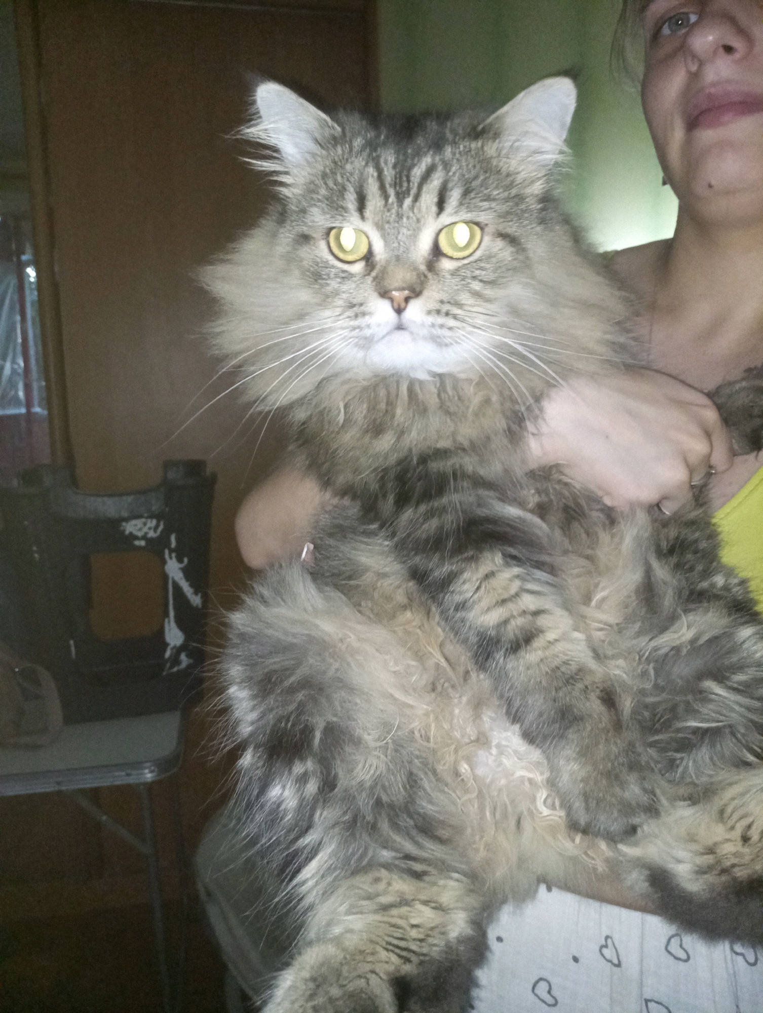 A person is holding a large, long-haired tabby cat. The cat's fur is predominantly gray and brown with darker tabby markings. It has large, striking yellow-green eyes. The person is partially visible, with their face and shoulder in the upper right portion of the frame. They are wearing a yellow garment. The background is dimly lit and appears to be an indoor setting, possibly a room in an apartment. To the left of the cat, a black object with some white markings and a handle is visible, which could be a piece of furniture or equipment. A portion of a table with metallic legs is also visible in the lower left. The image does not contain any discernible elements that would indicate its location in Chornomorsk, Ukraine, or any specific city.